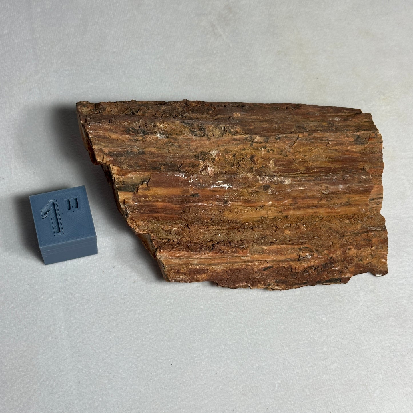 Layered Arizona Petrified Wood