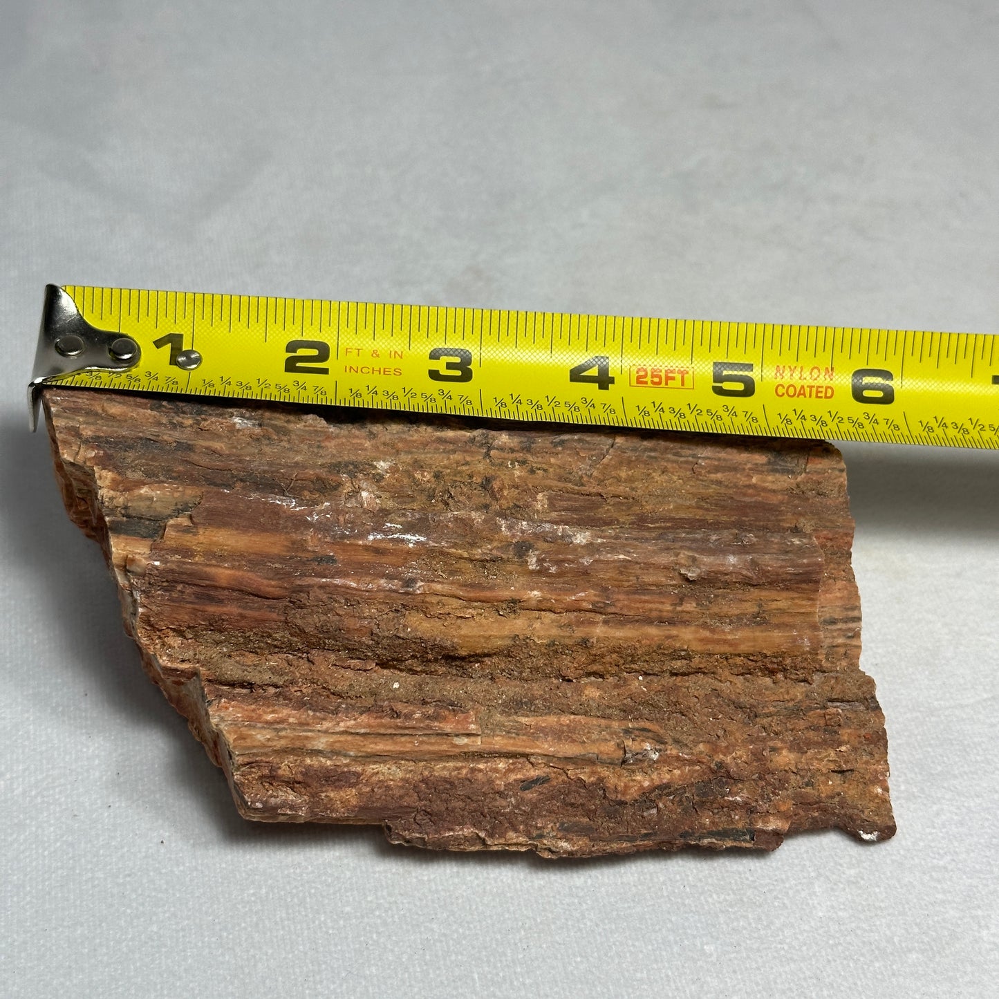 Layered Arizona Petrified Wood