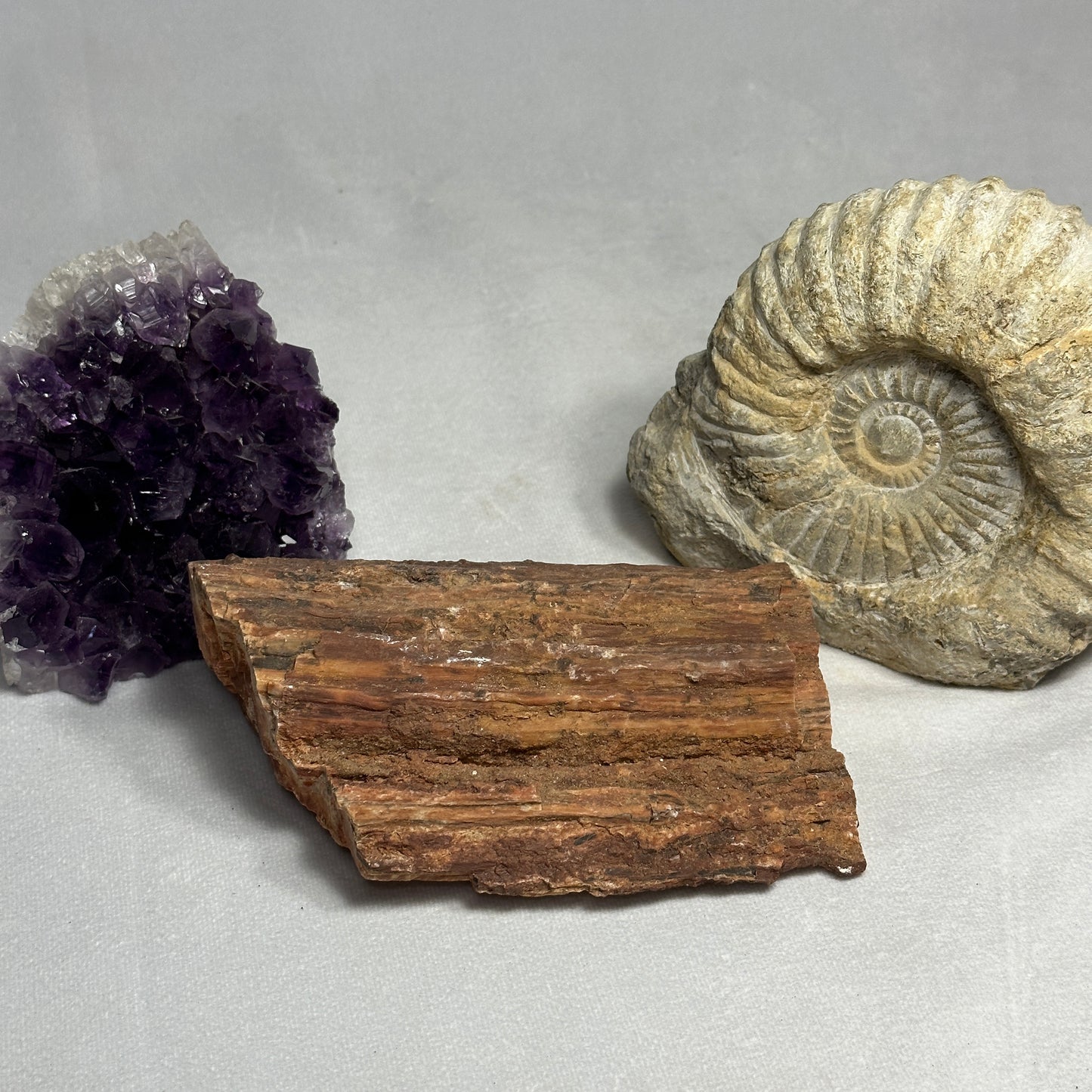 Layered Arizona Petrified Wood