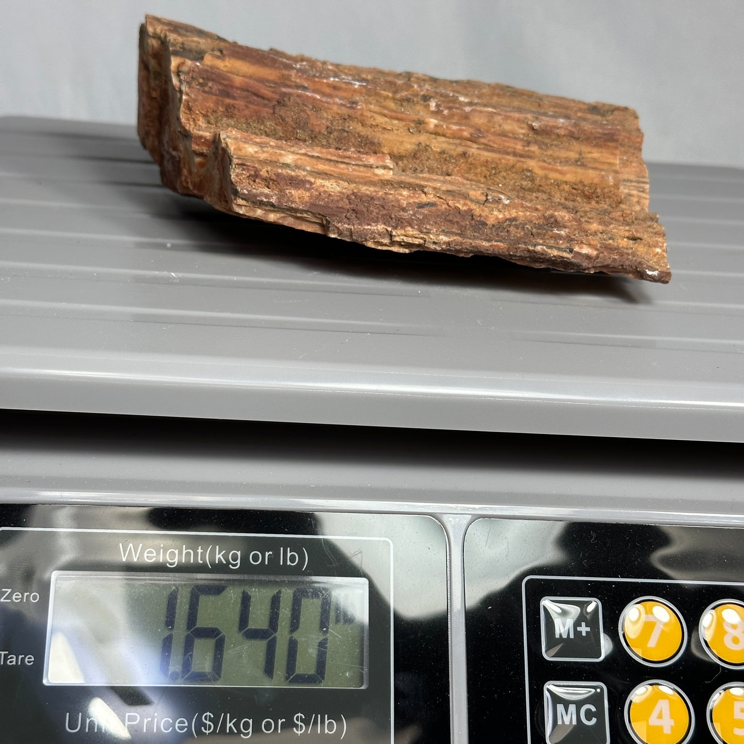Layered Arizona Petrified Wood