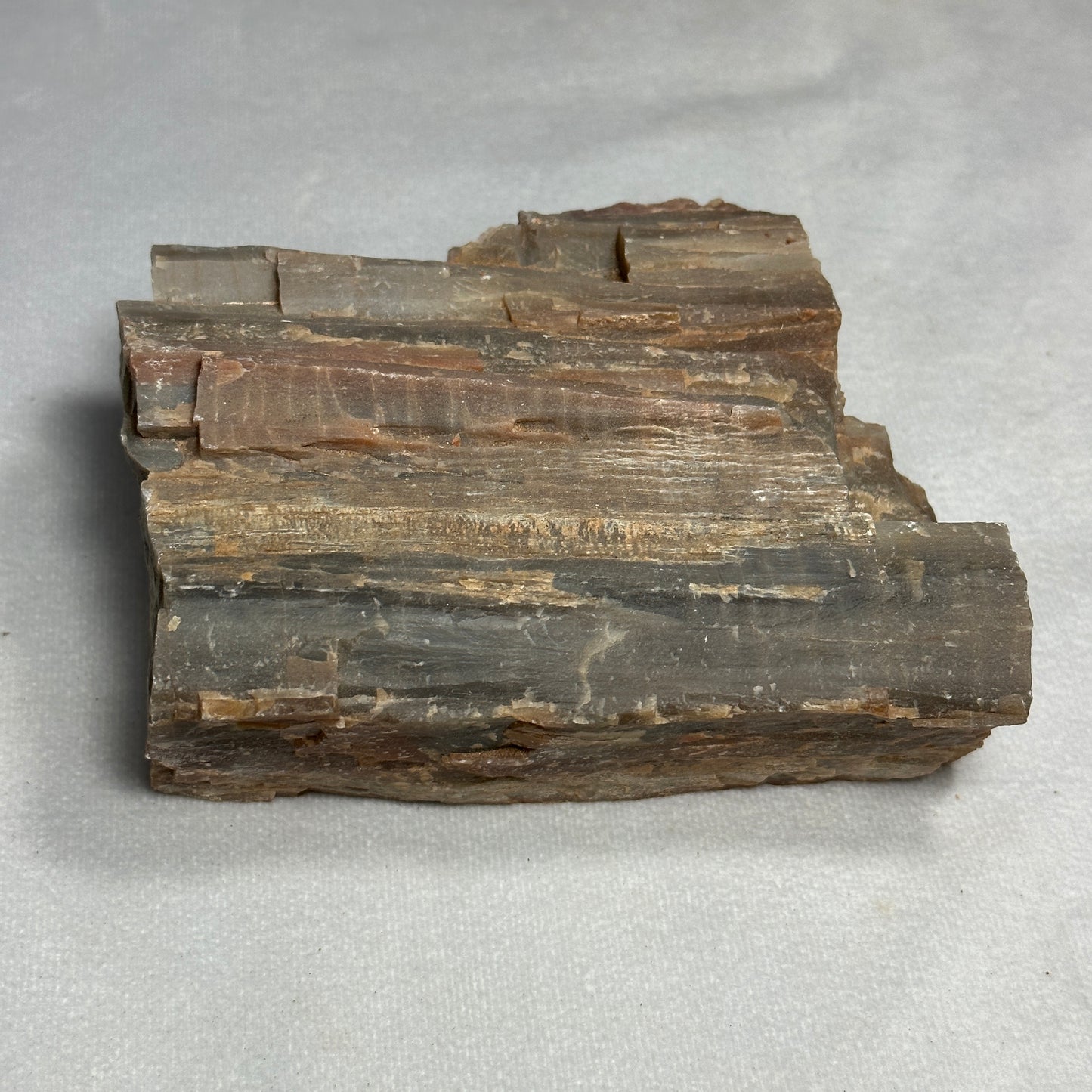 Amazing Arizona Petrified Wood