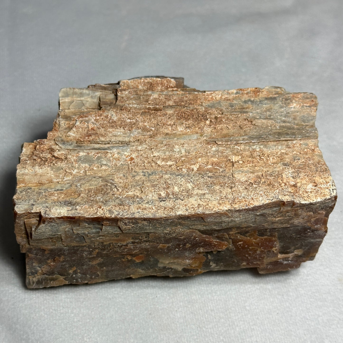 Amazing Arizona Petrified Wood