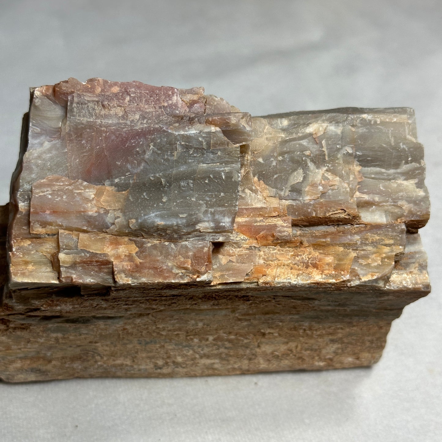 Amazing Arizona Petrified Wood