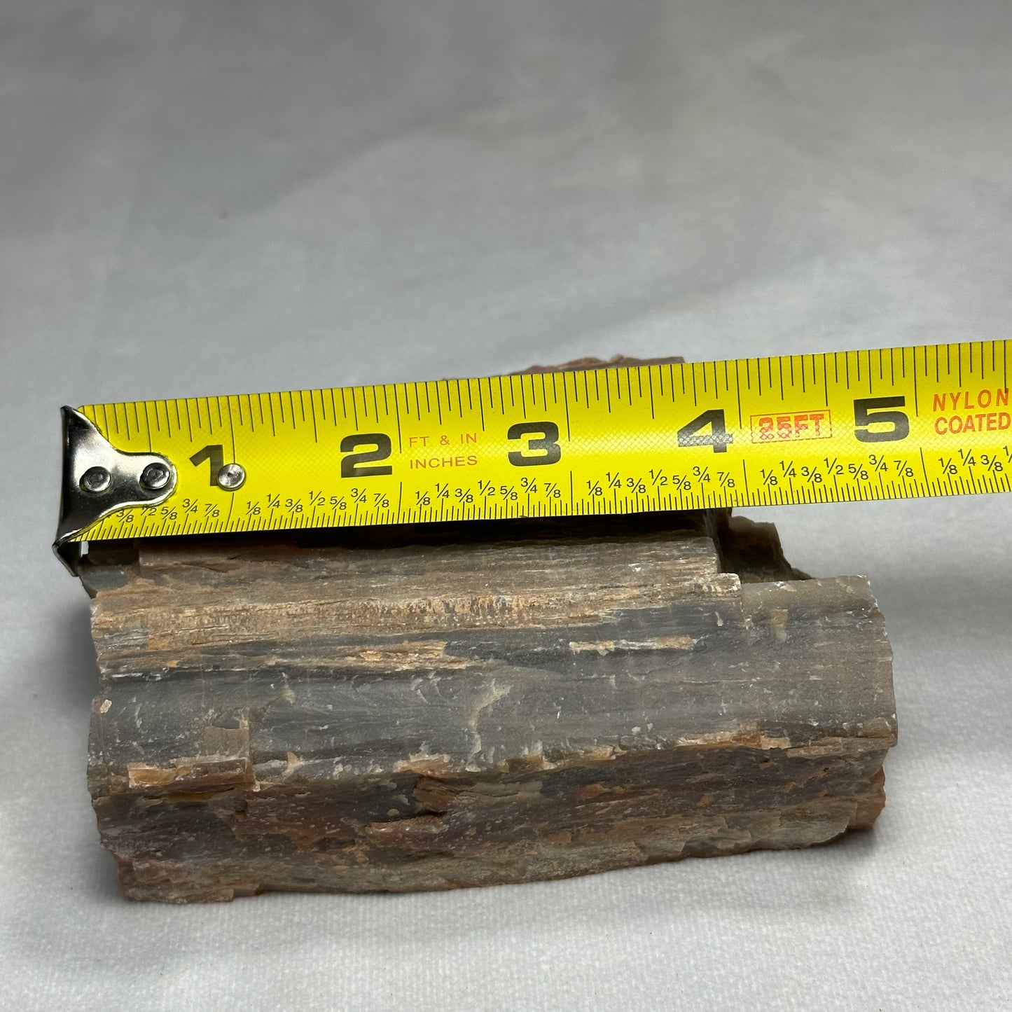 Amazing Arizona Petrified Wood