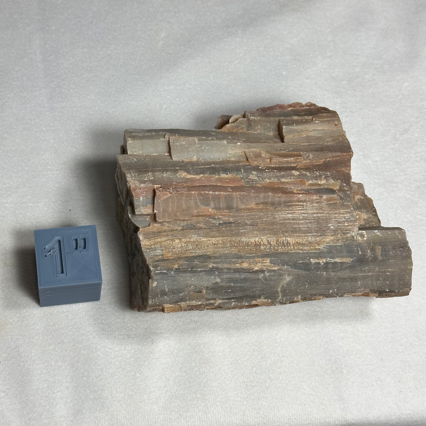 Amazing Arizona Petrified Wood