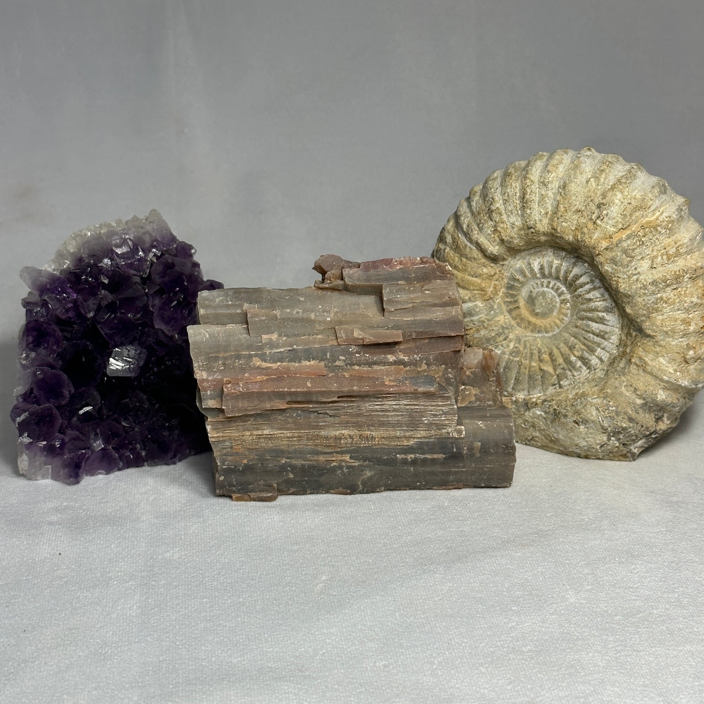 Amazing Arizona Petrified Wood