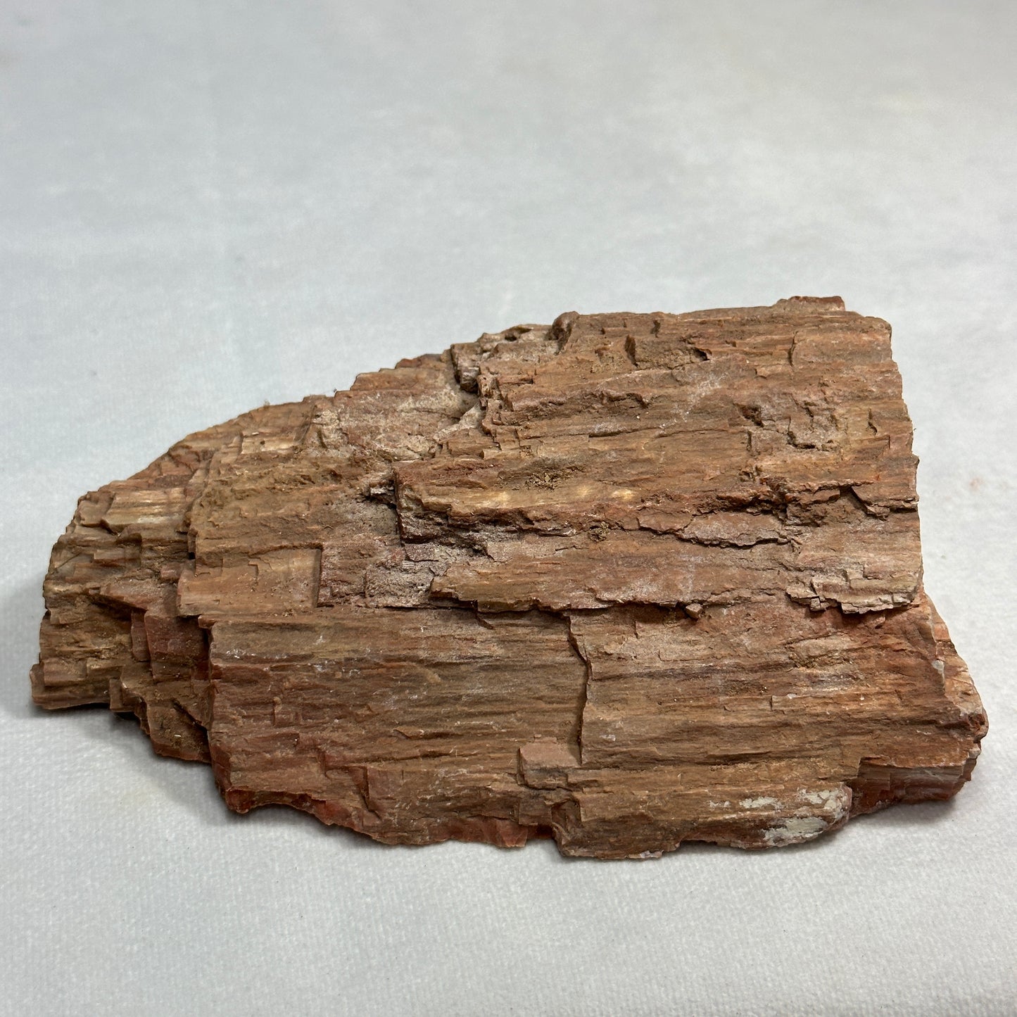 Beautiful Arizona Petrified Wood
