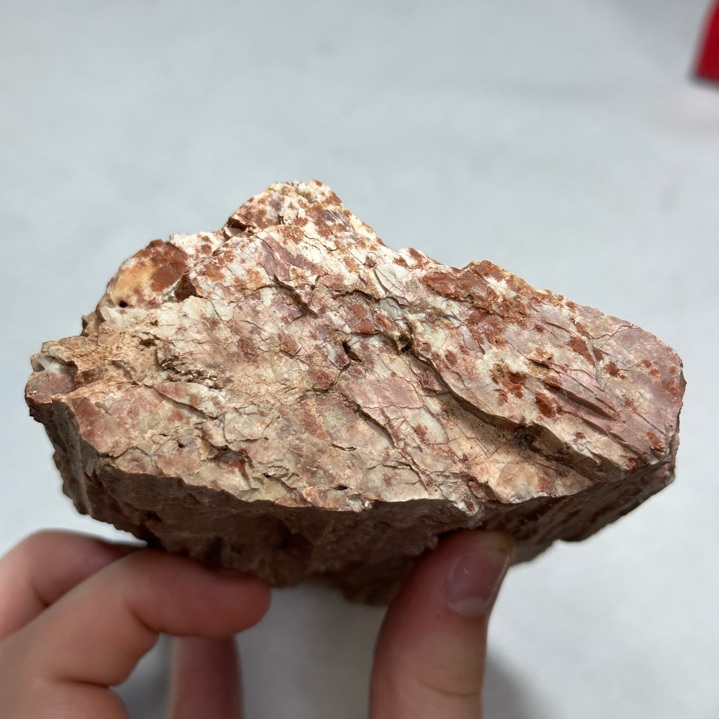 Beautiful Arizona Petrified Wood