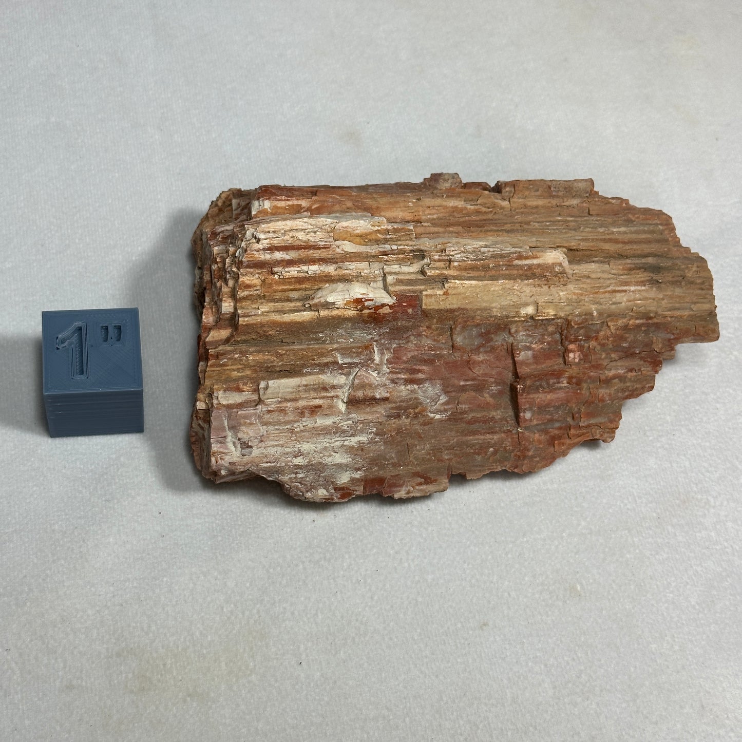 Beautiful Arizona Petrified Wood