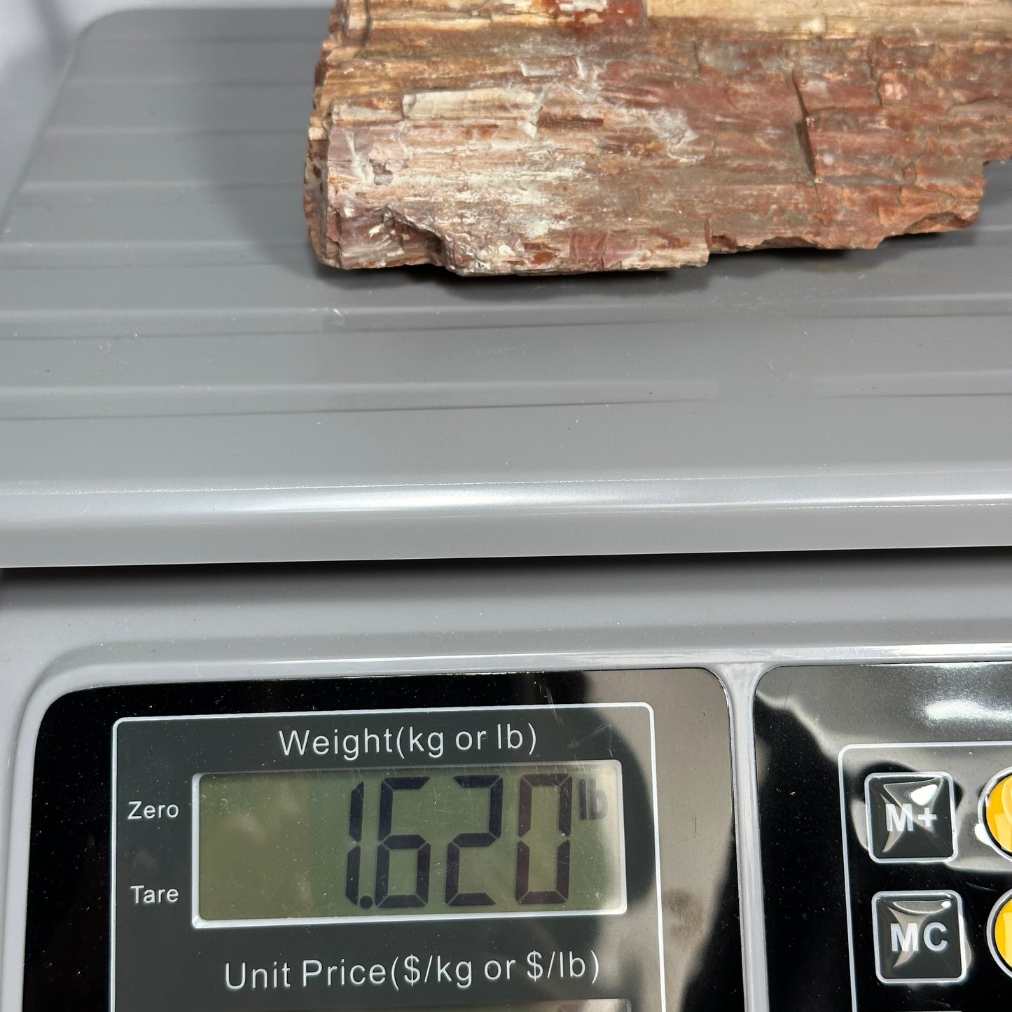 Beautiful Arizona Petrified Wood