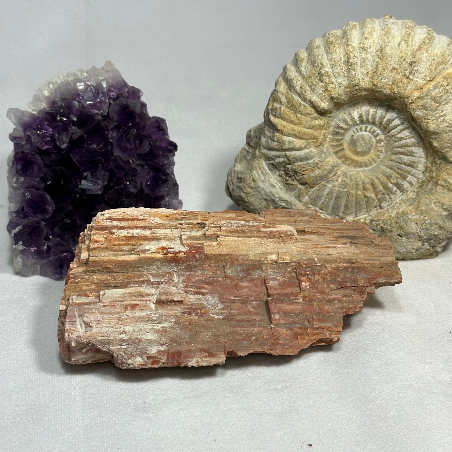 Beautiful Arizona Petrified Wood