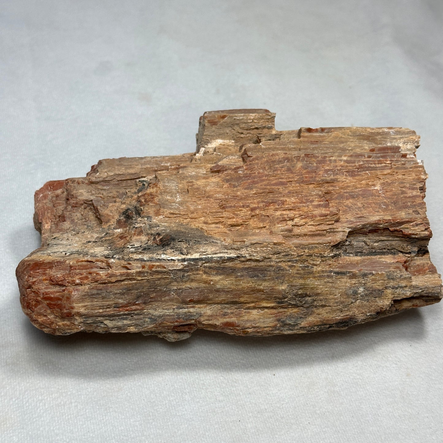 Raw Arizona Petrified Wood