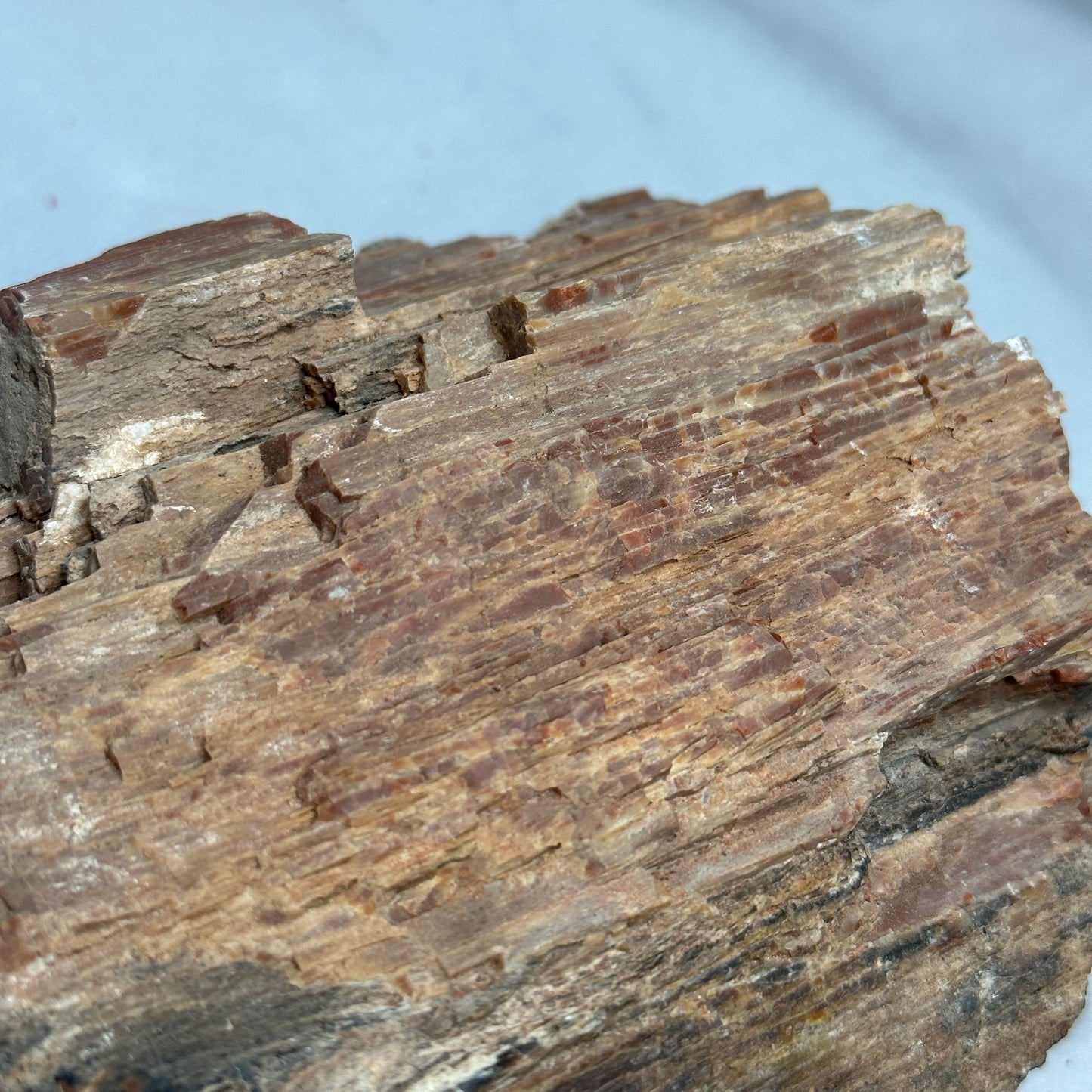 Raw Arizona Petrified Wood