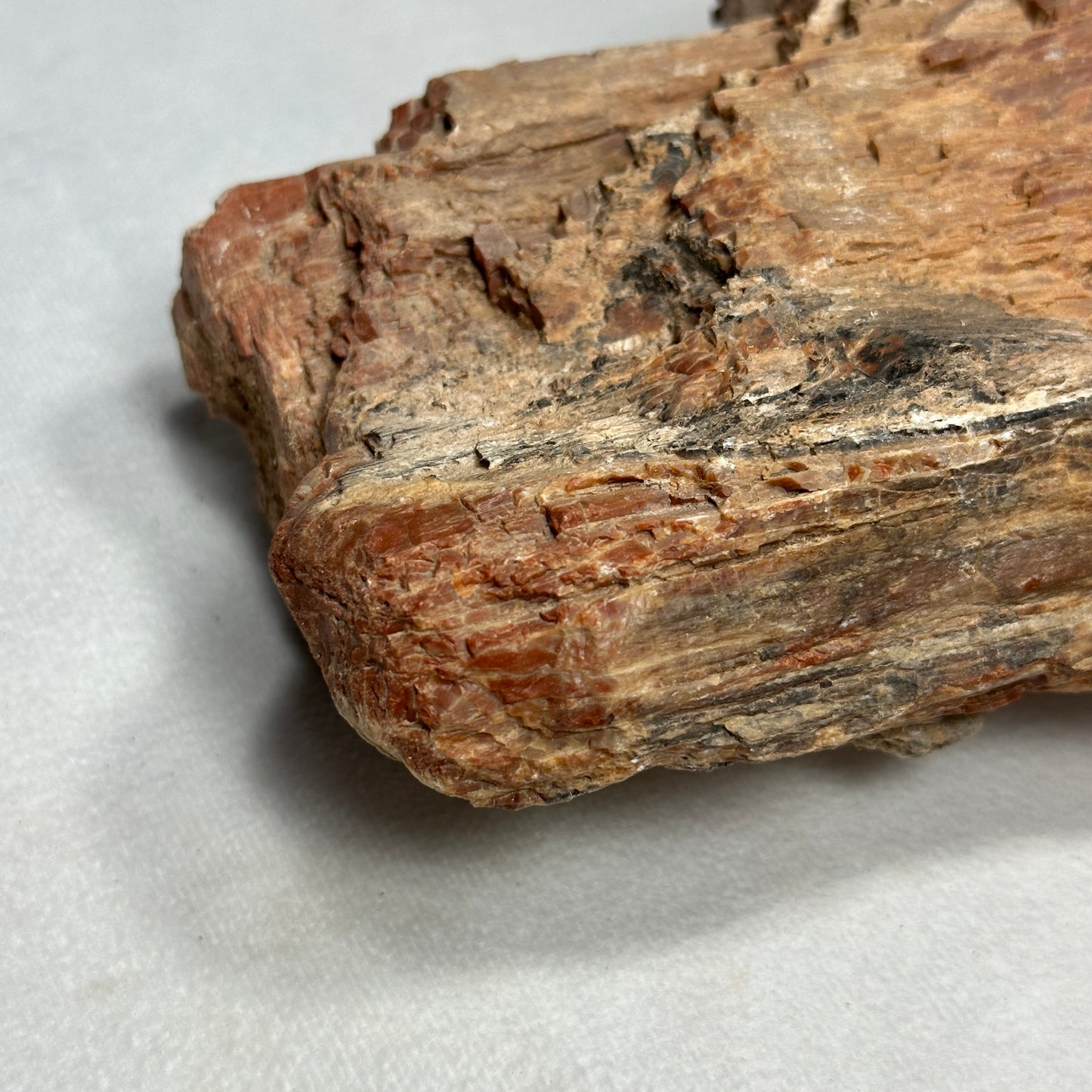 Raw Arizona Petrified Wood