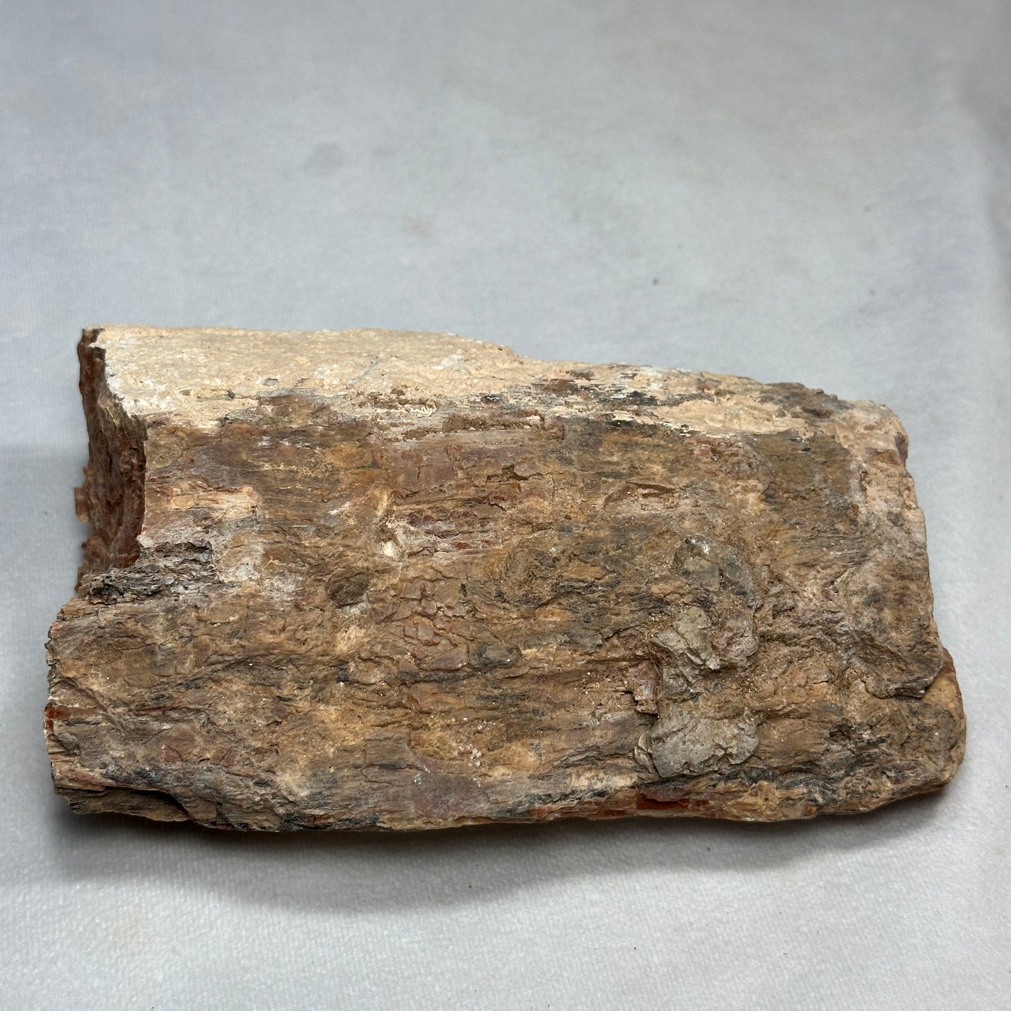 Raw Arizona Petrified Wood