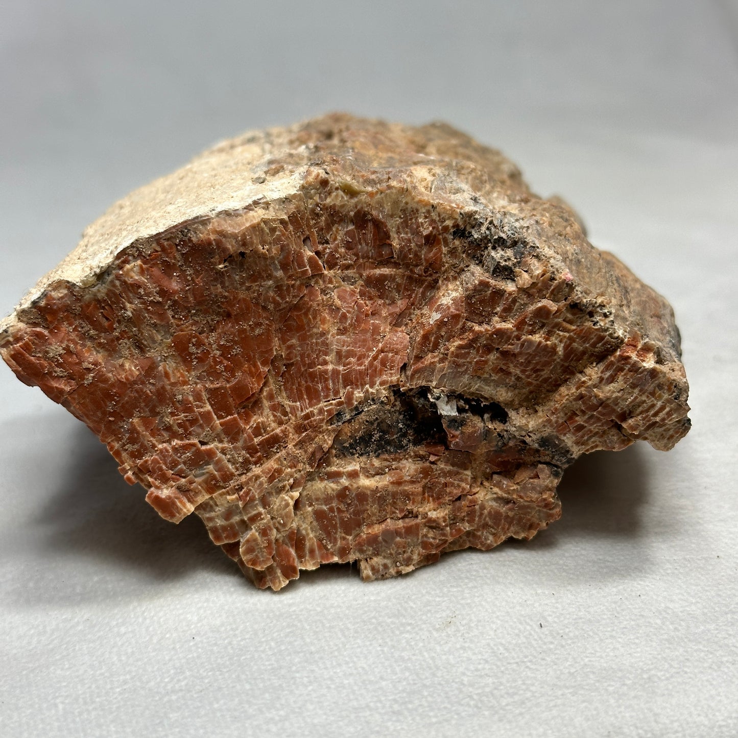Raw Arizona Petrified Wood