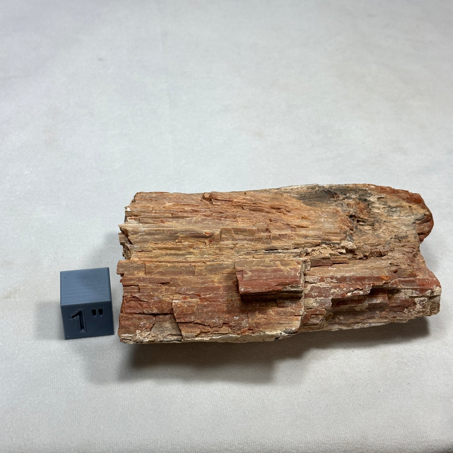 Raw Arizona Petrified Wood