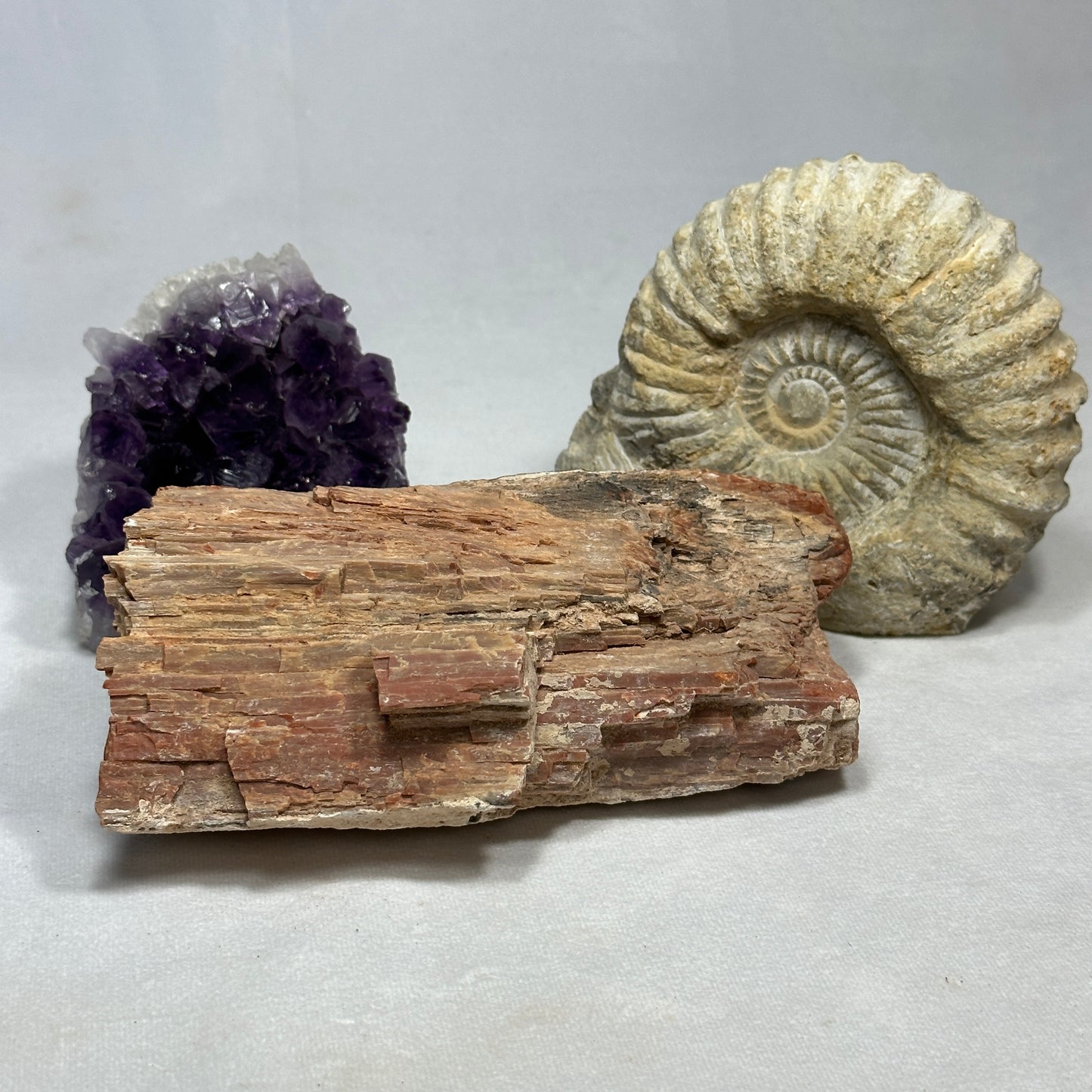Raw Arizona Petrified Wood