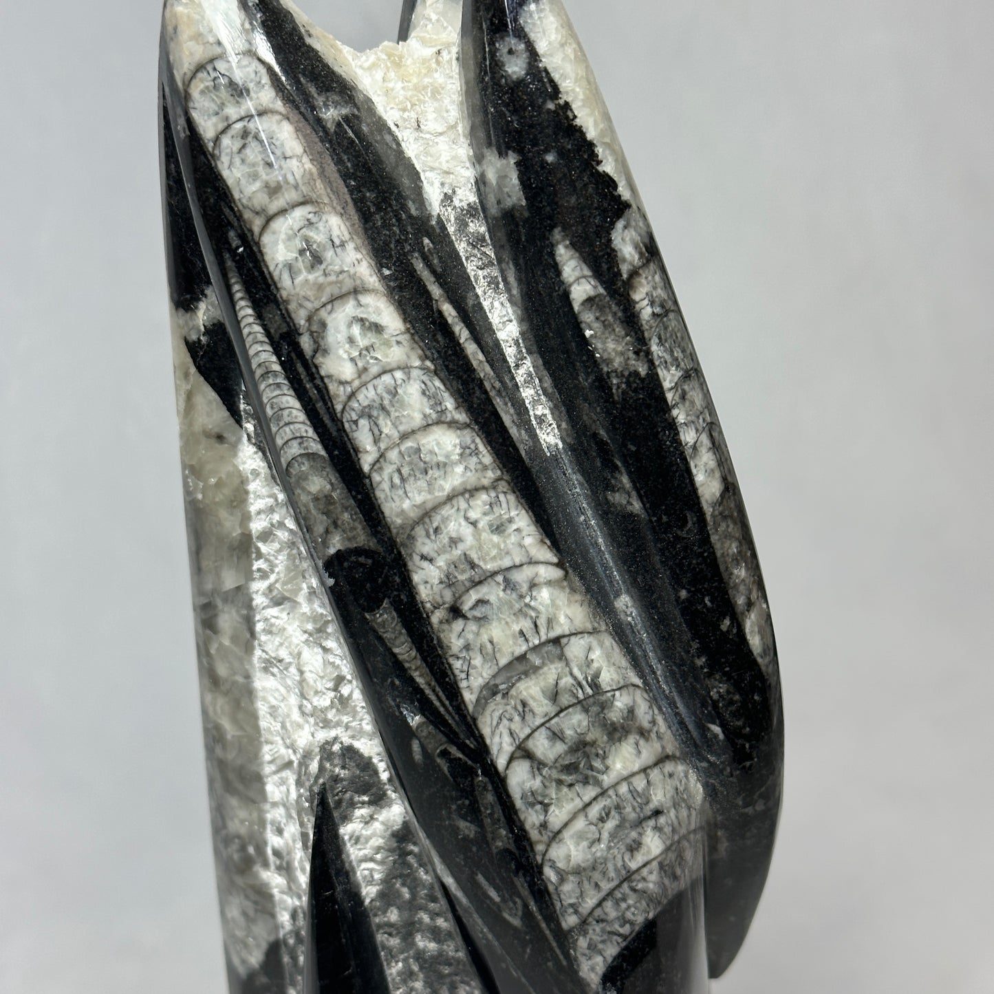 Orthoceras Tower Display Piece