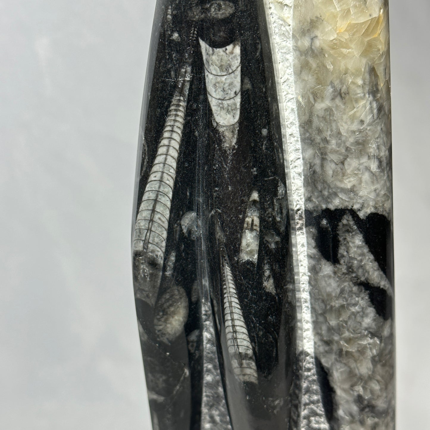 Orthoceras Tower Display Piece