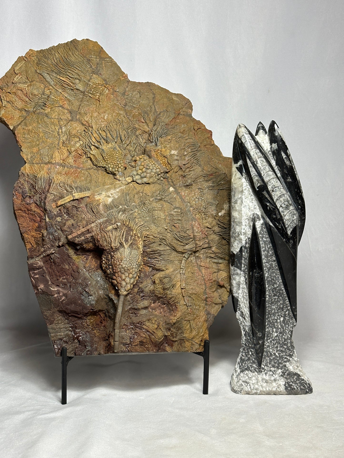 Orthoceras Tower Display Piece