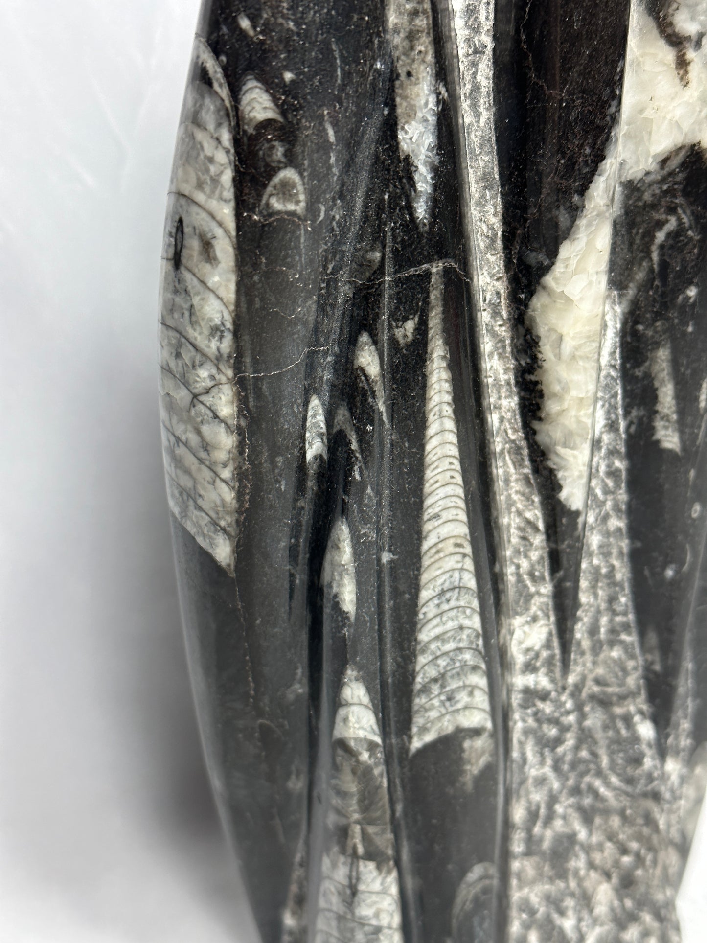 Detailed Orthoceras Tower