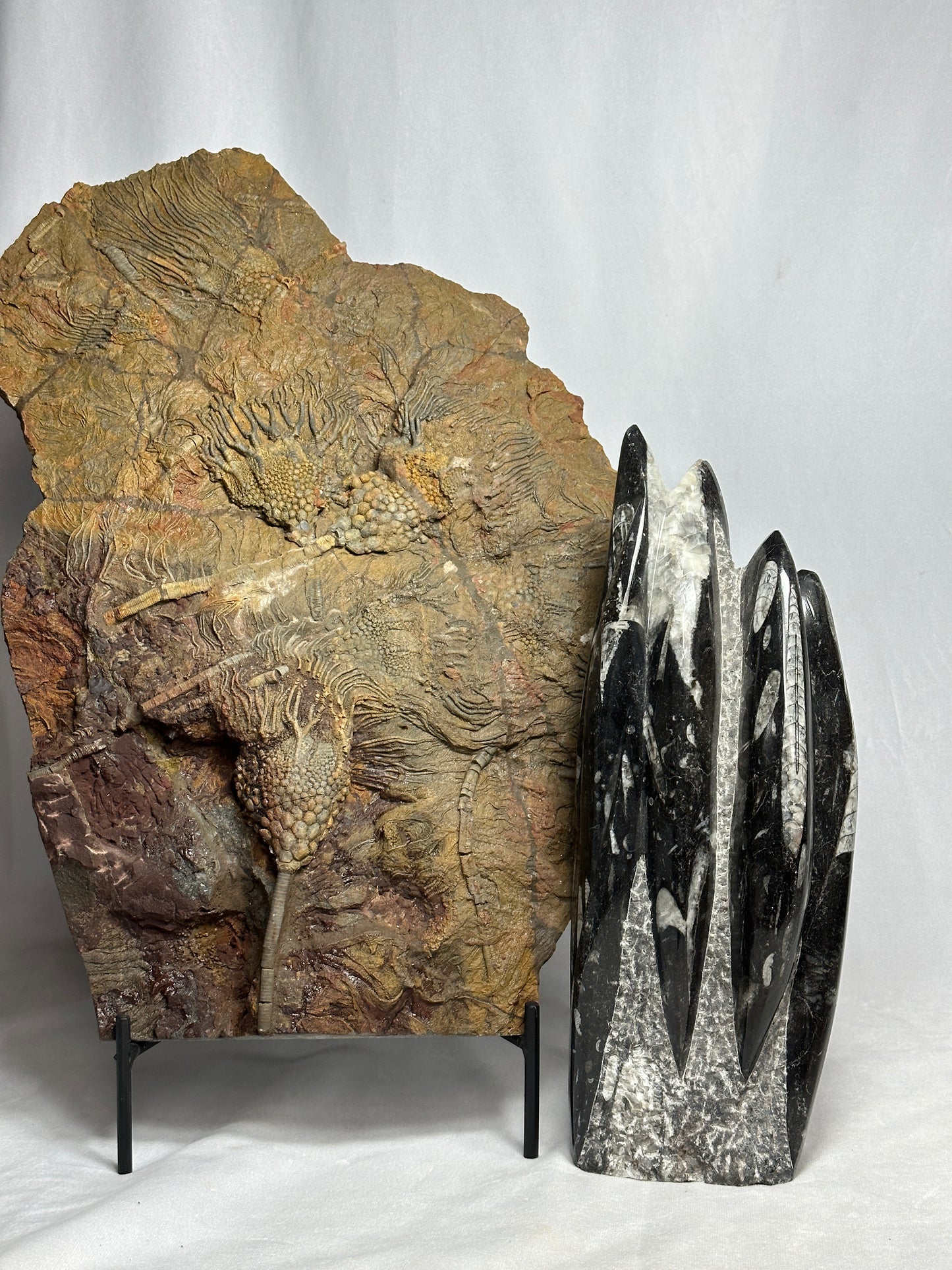 Detailed Orthoceras Tower