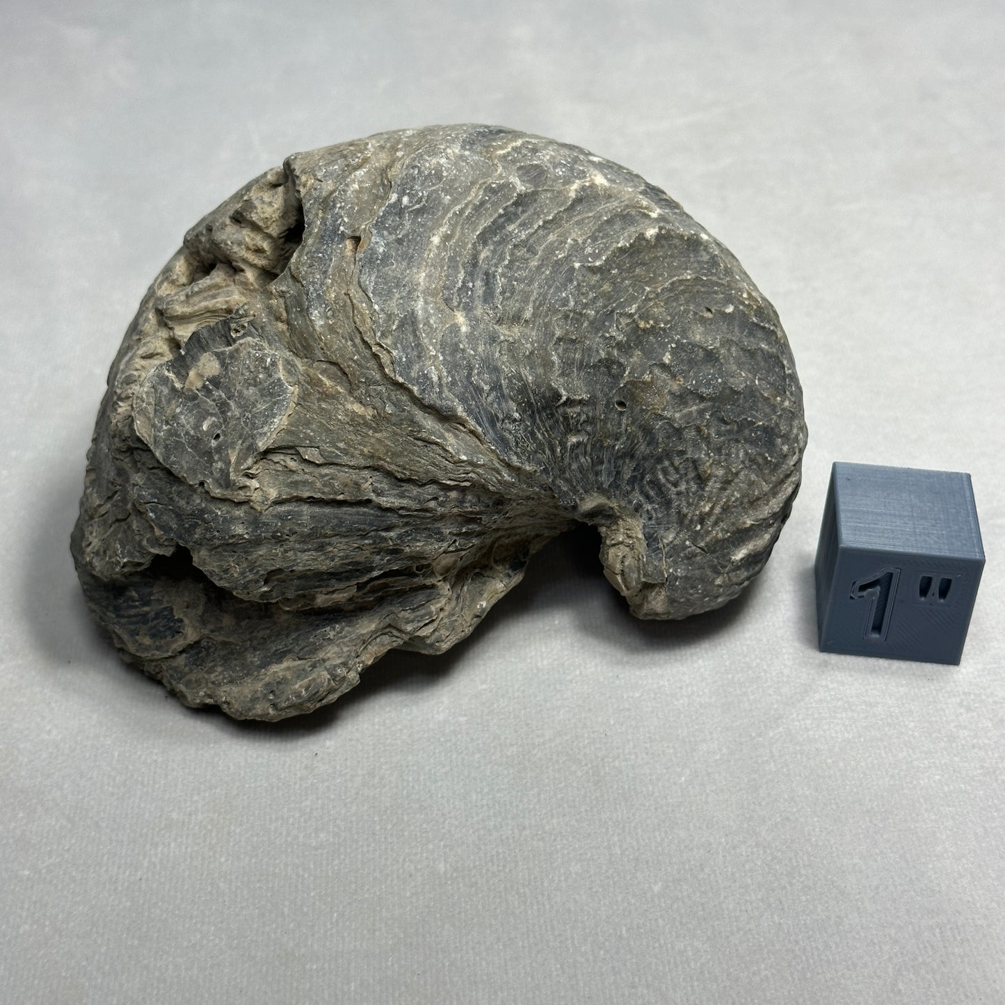 6" Fossilized Oyster