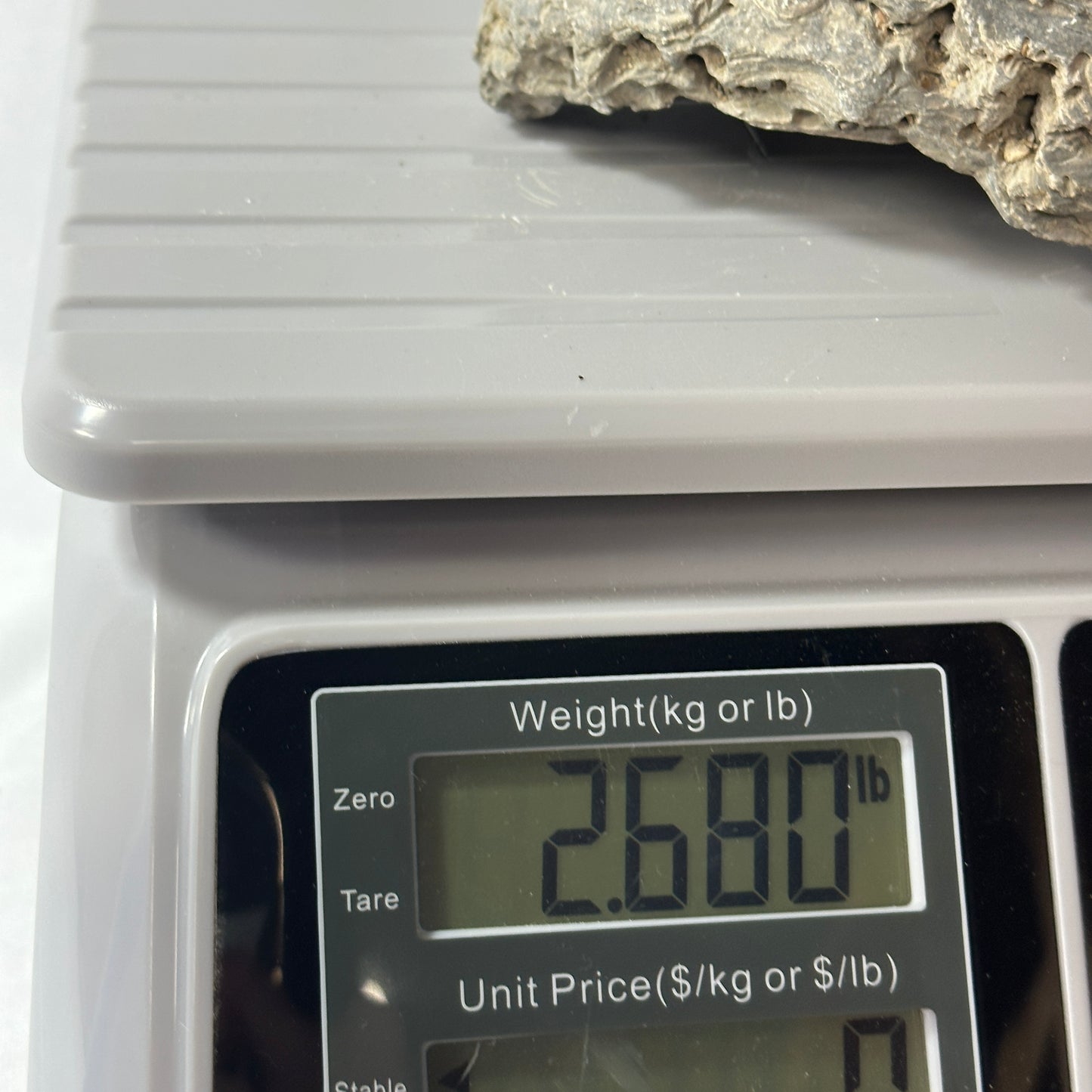 6" Fossilized Oyster