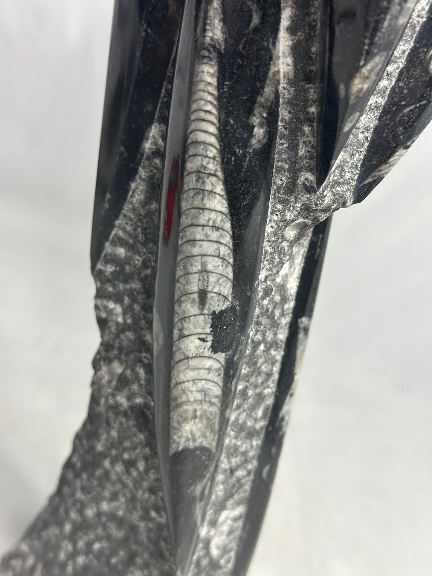 Tall Orthoceras Tower