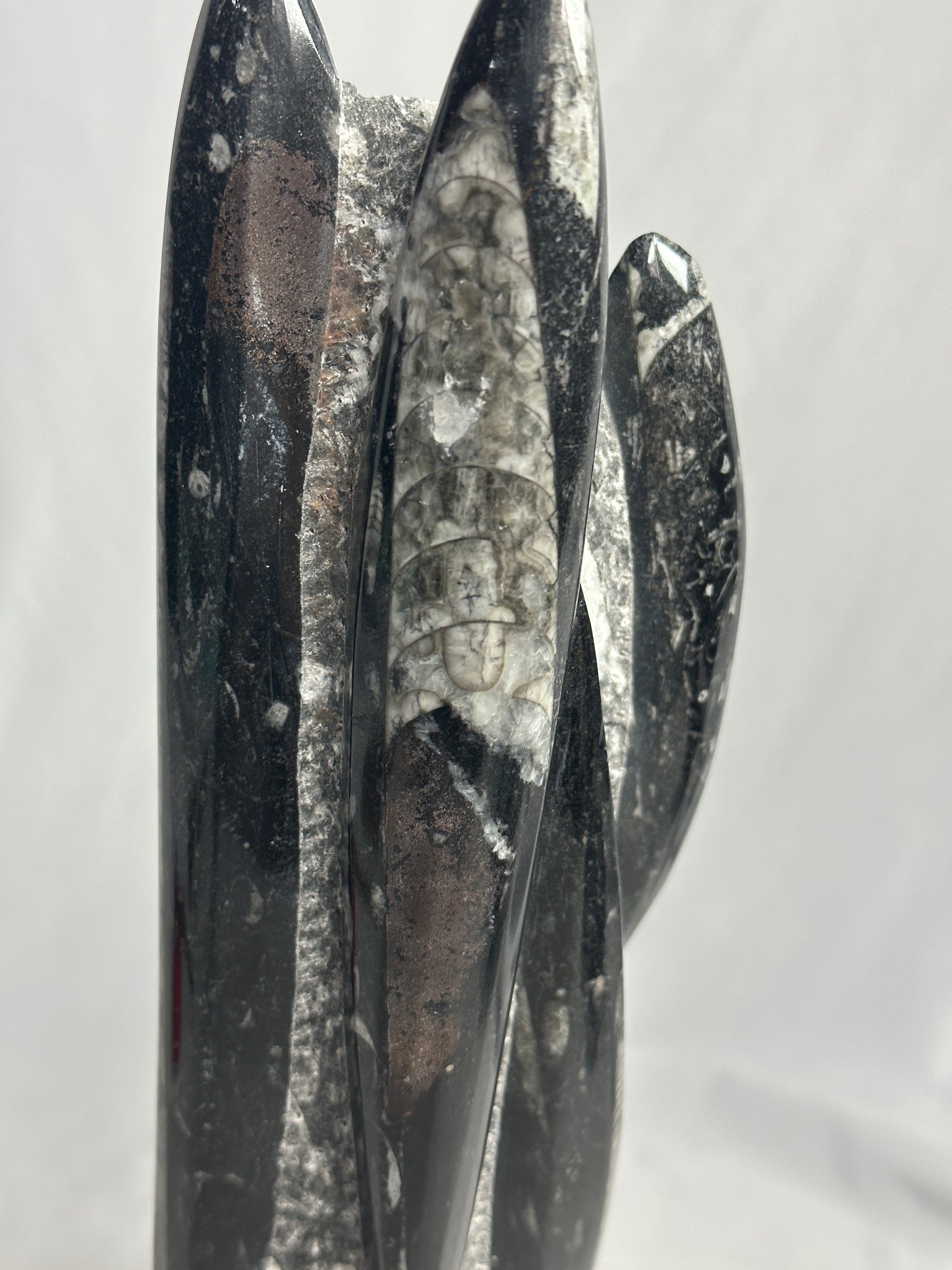 Tall Orthoceras Tower