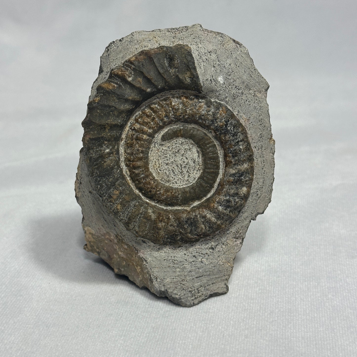 Iconic Ammonite (Anetoceras Heteromorph)