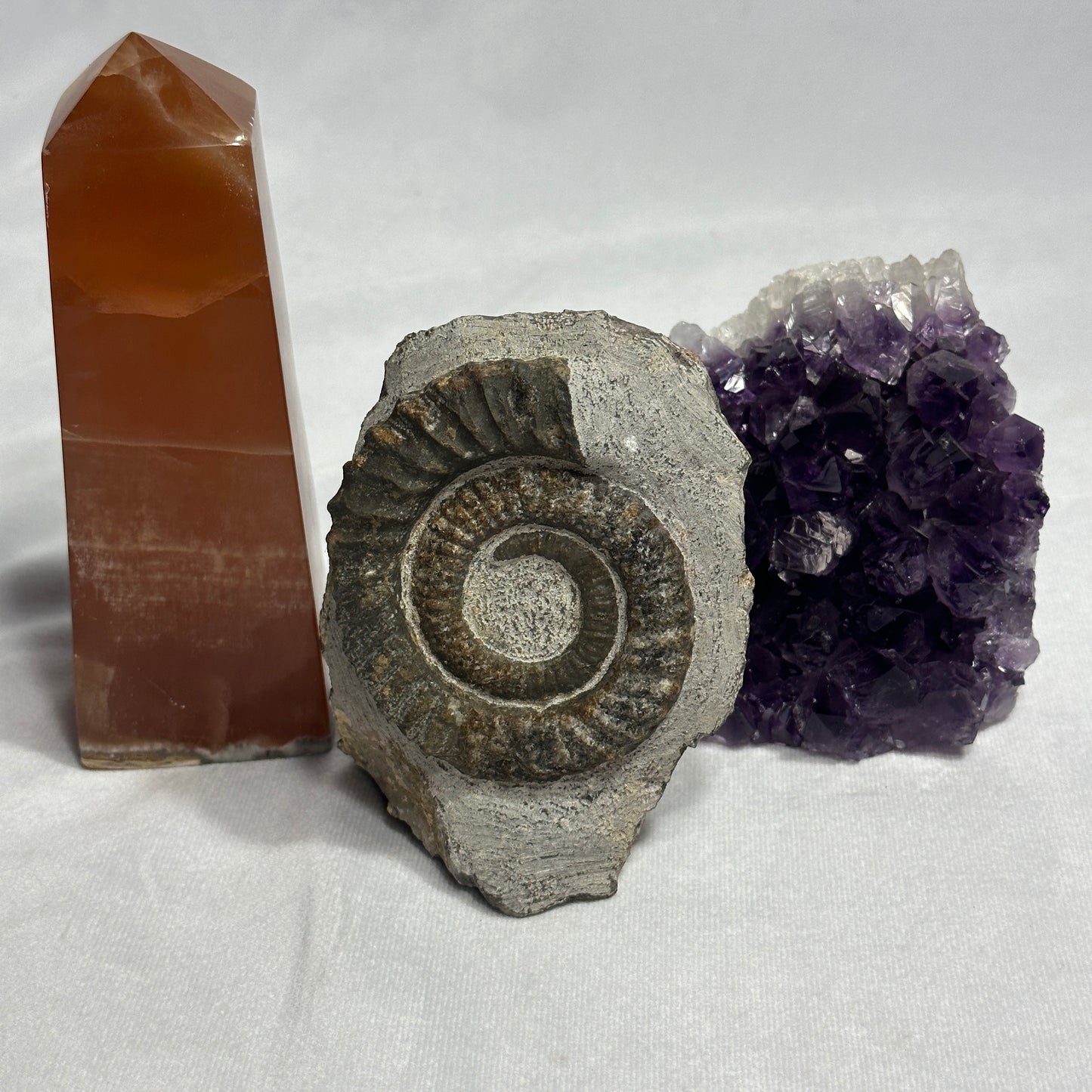 Iconic Ammonite (Anetoceras Heteromorph)