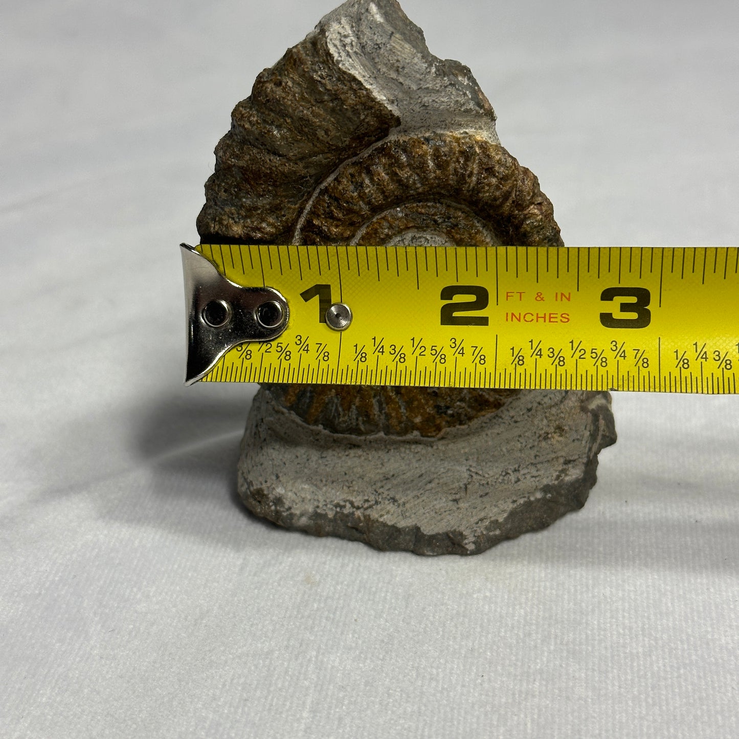 Awesome Anetoceras Heteromorph Ammonite