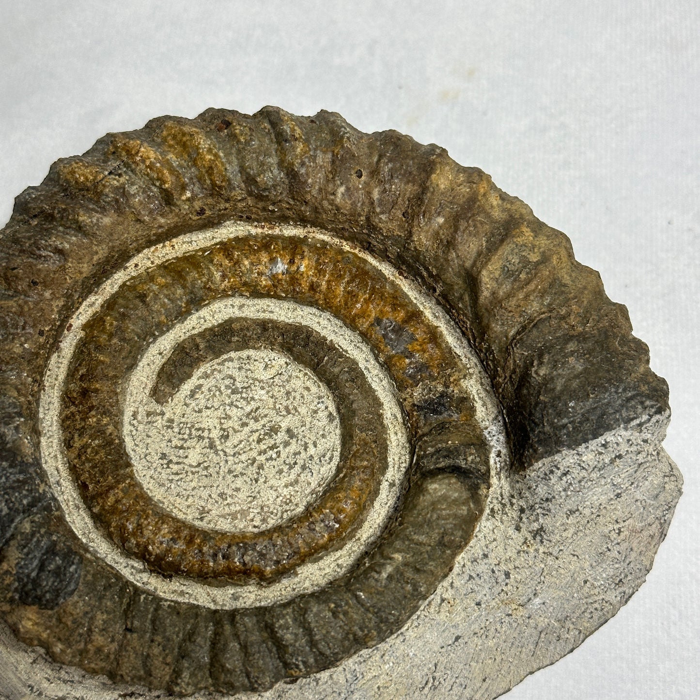 Fashionable Fossil from Morocco - Anetoceras Ammonite