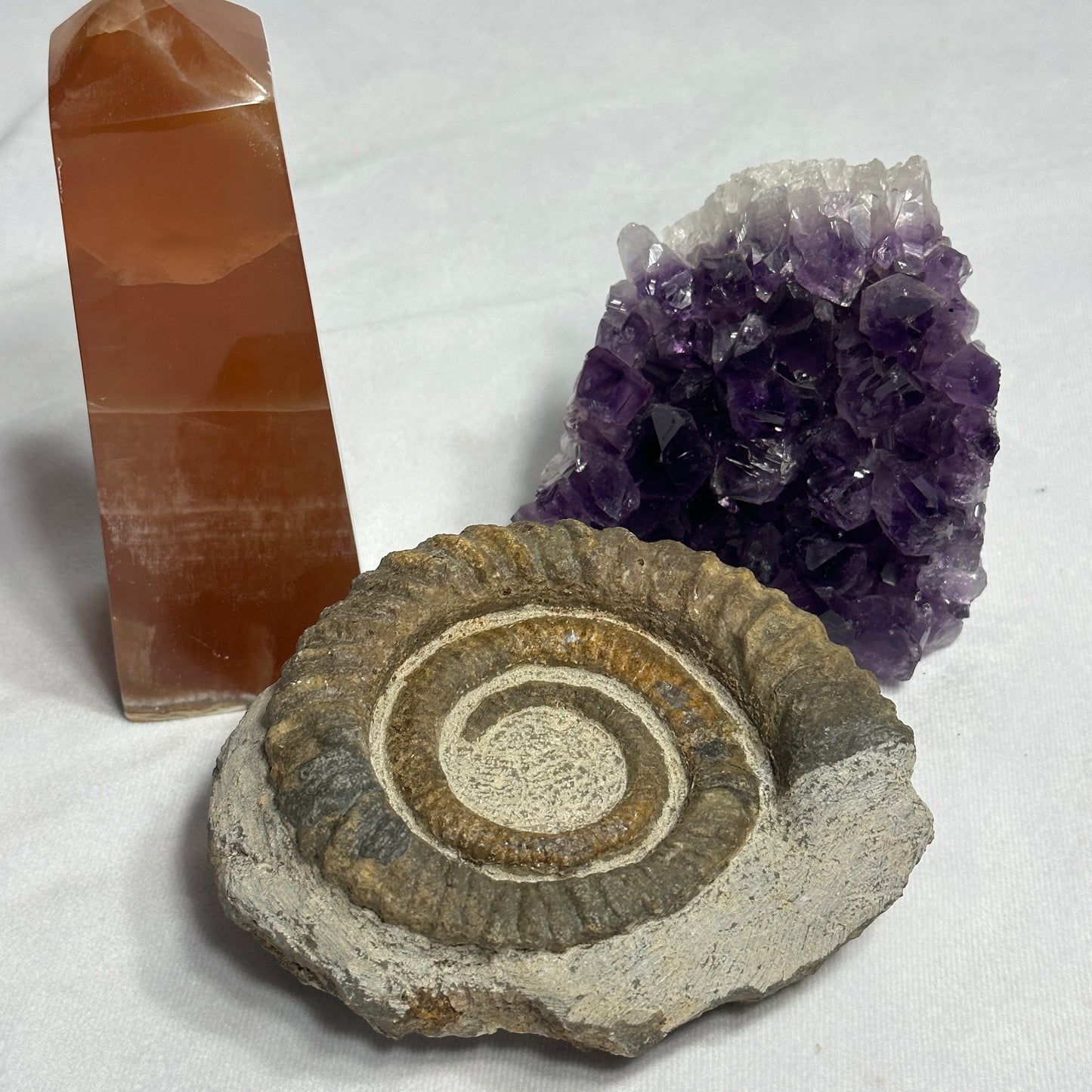 Fashionable Fossil from Morocco - Anetoceras Ammonite