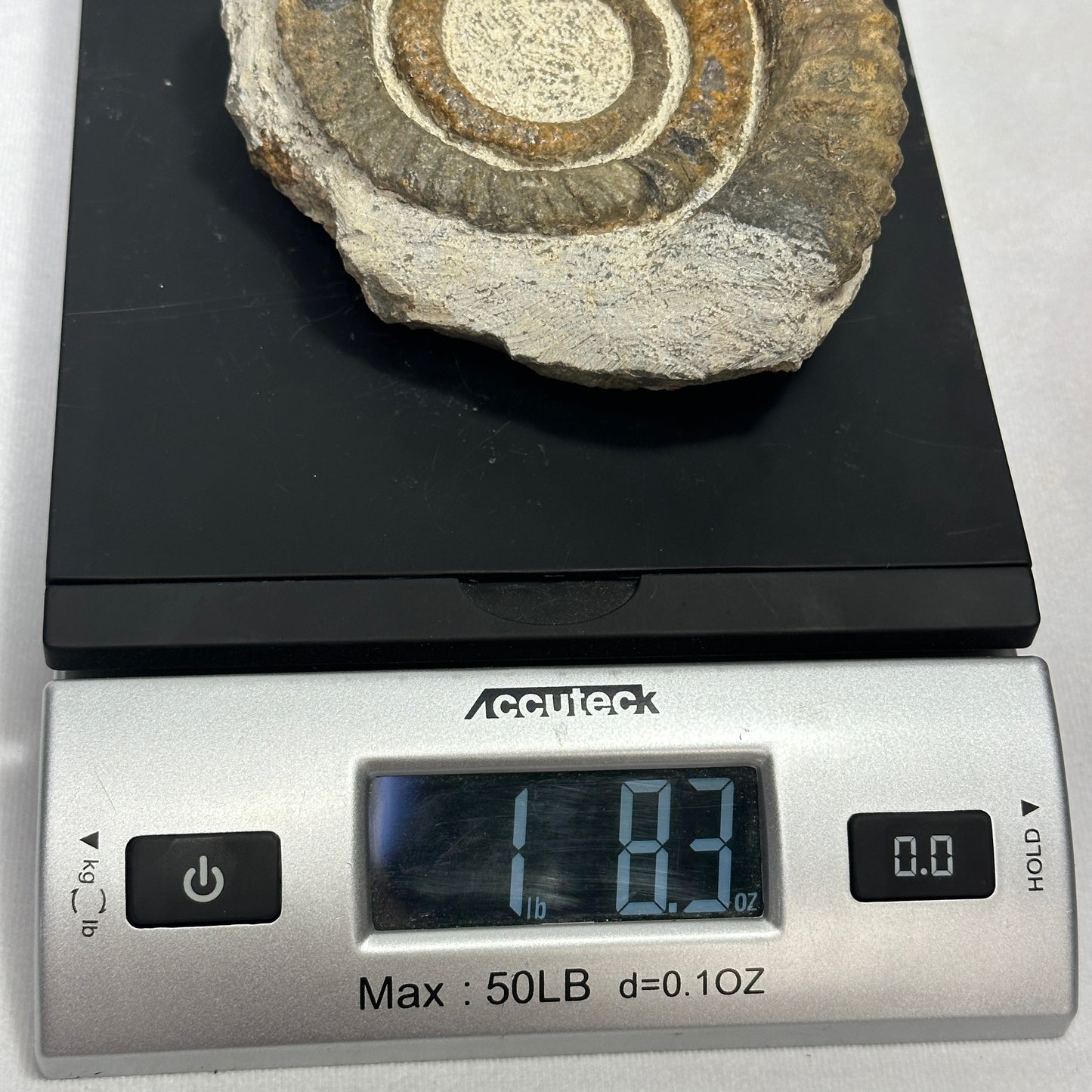 Fashionable Fossil from Morocco - Anetoceras Ammonite