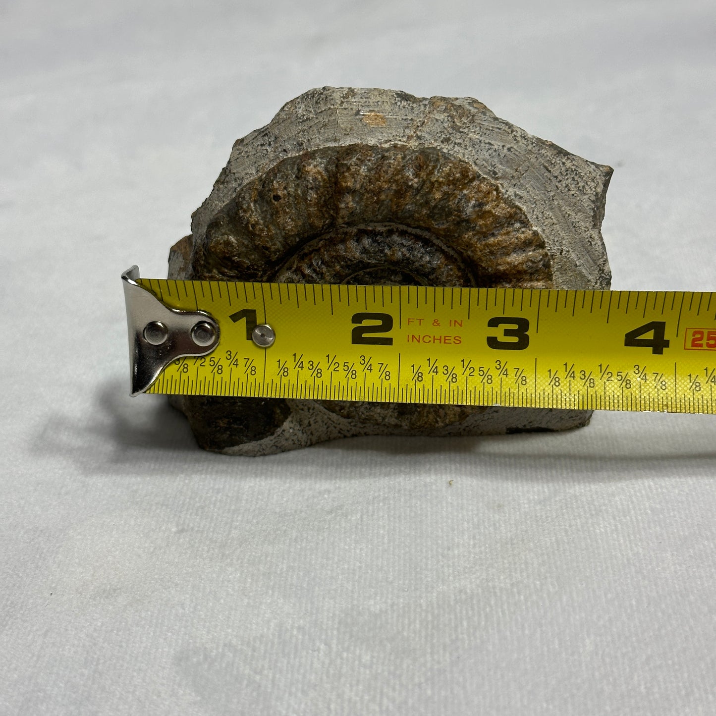 Ammonite from Morocco