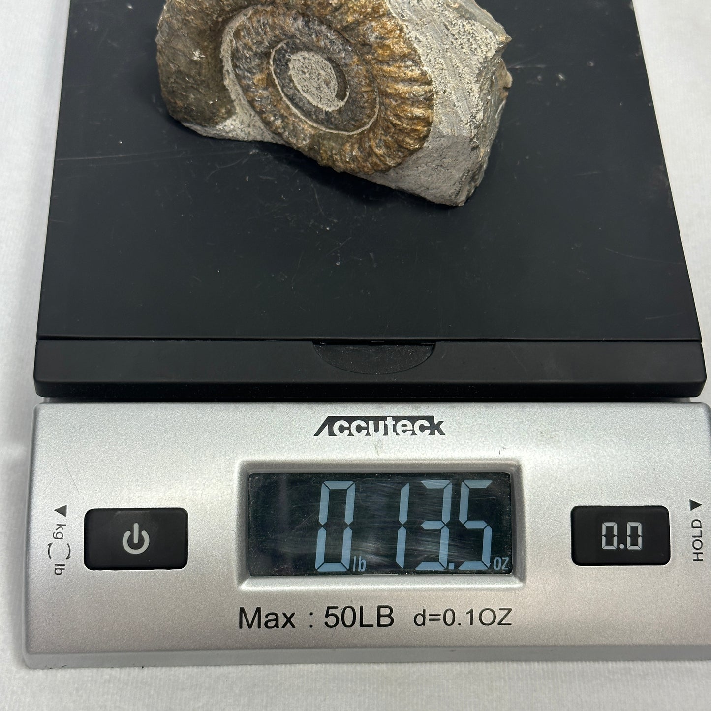 Ammonite from Morocco