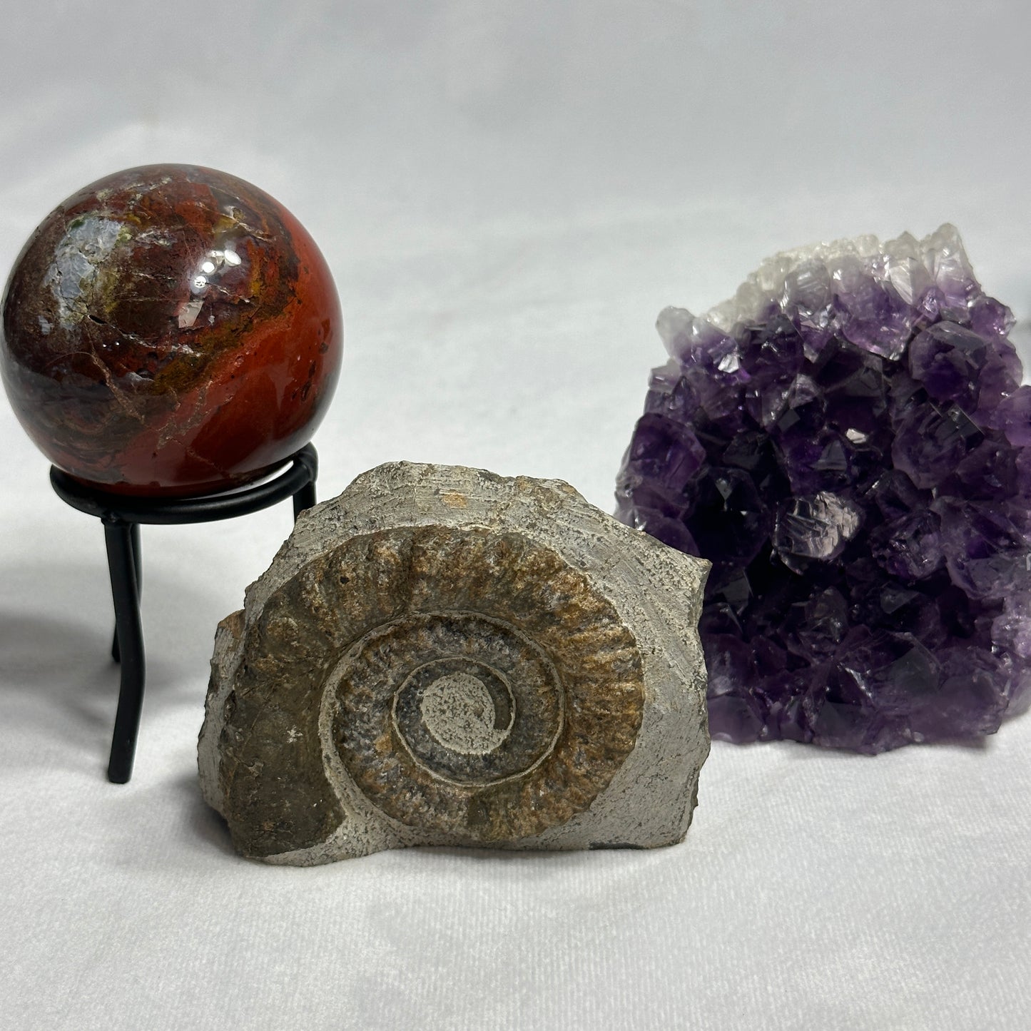 Ammonite from Morocco