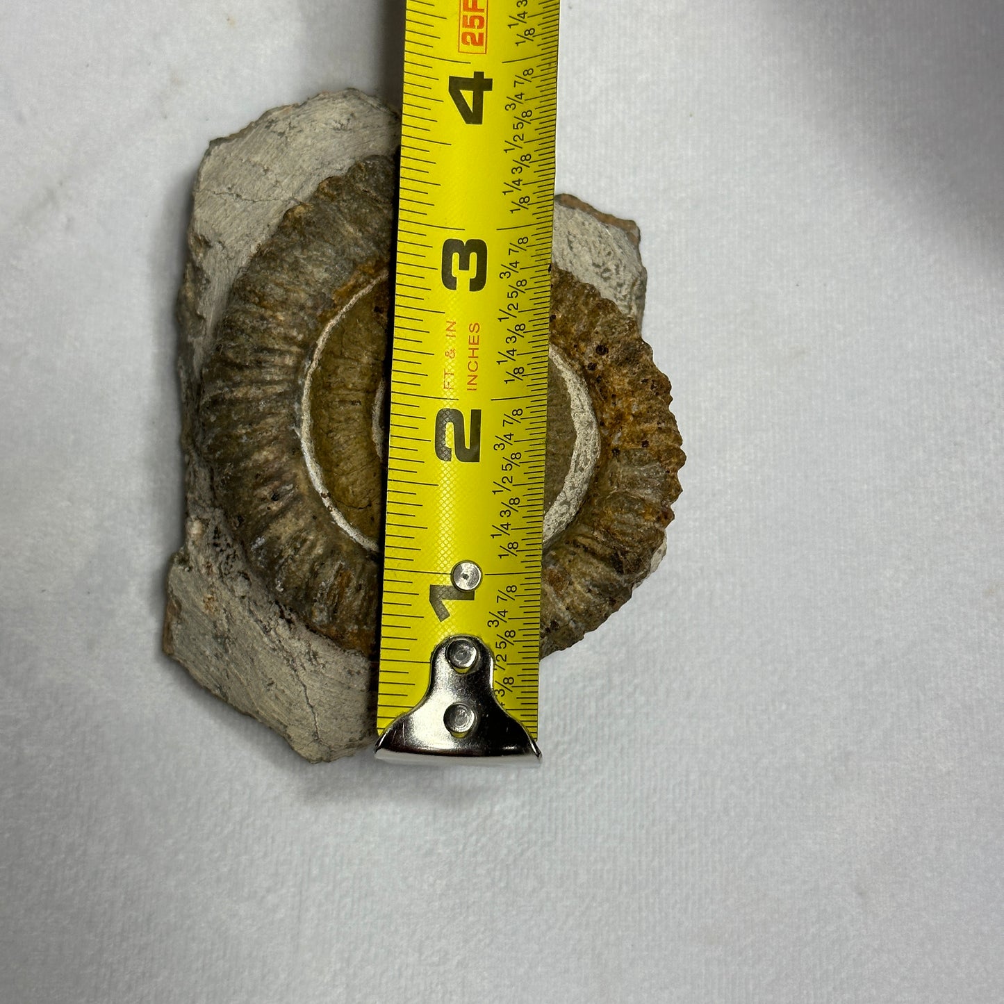 Coiled Anetoceras Heteromorph Ammonite
