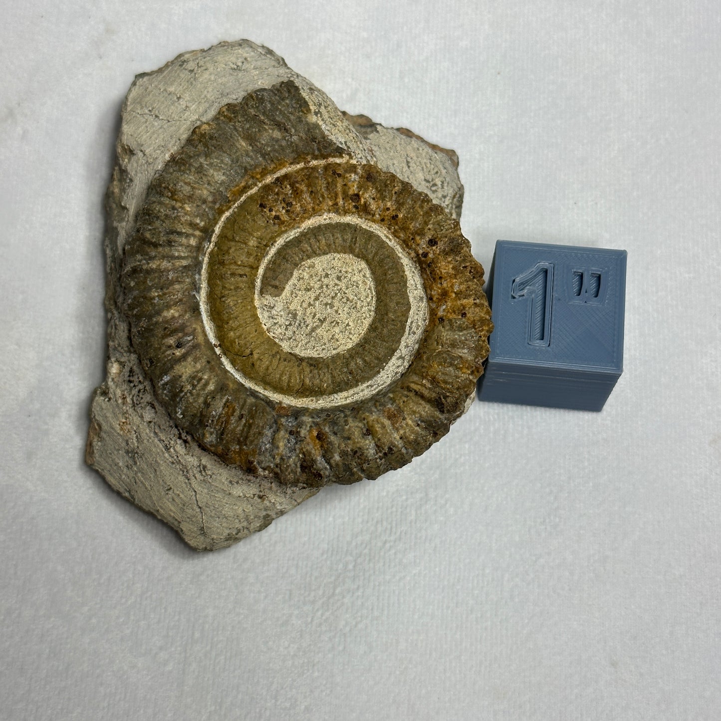 Coiled Anetoceras Heteromorph Ammonite