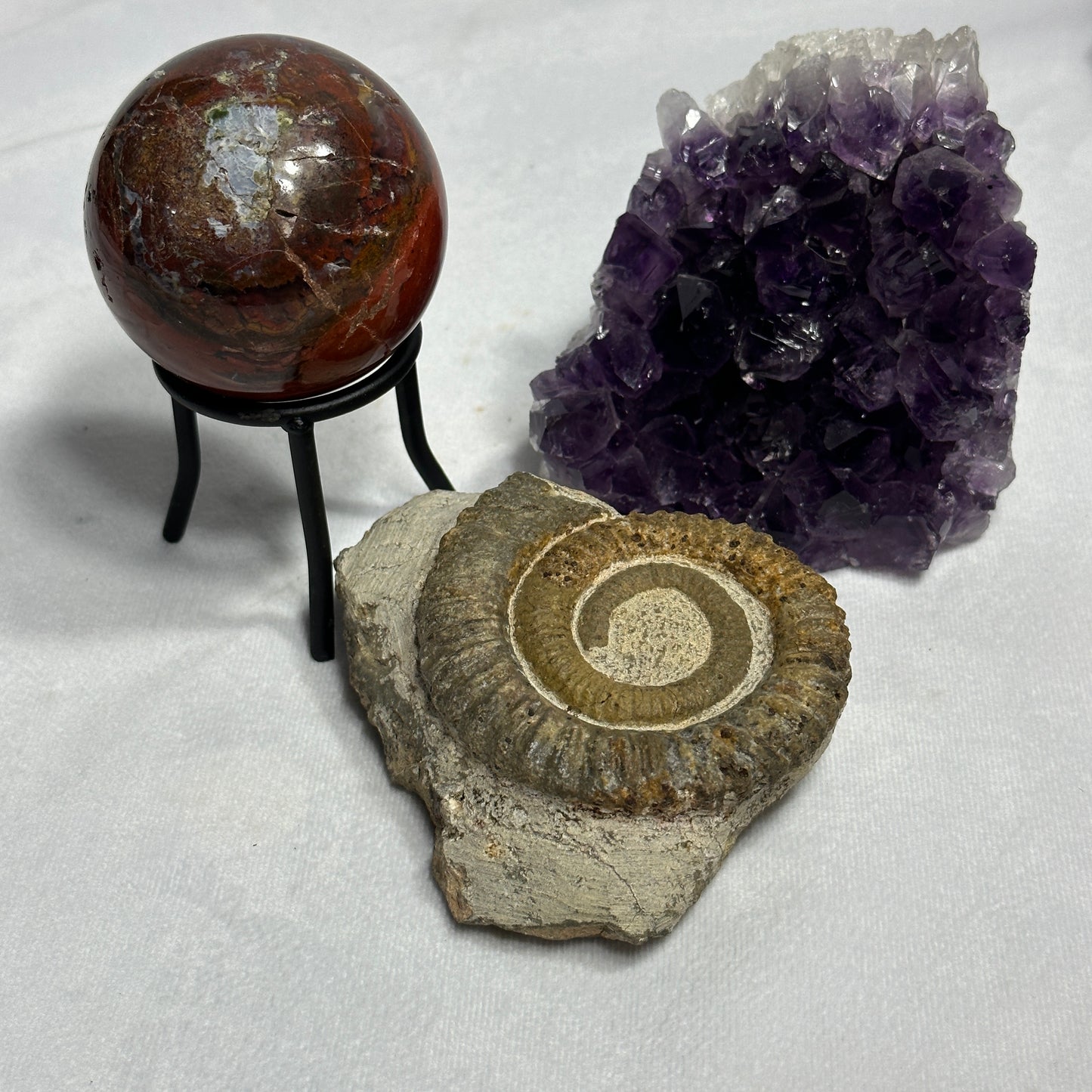 Coiled Anetoceras Heteromorph Ammonite