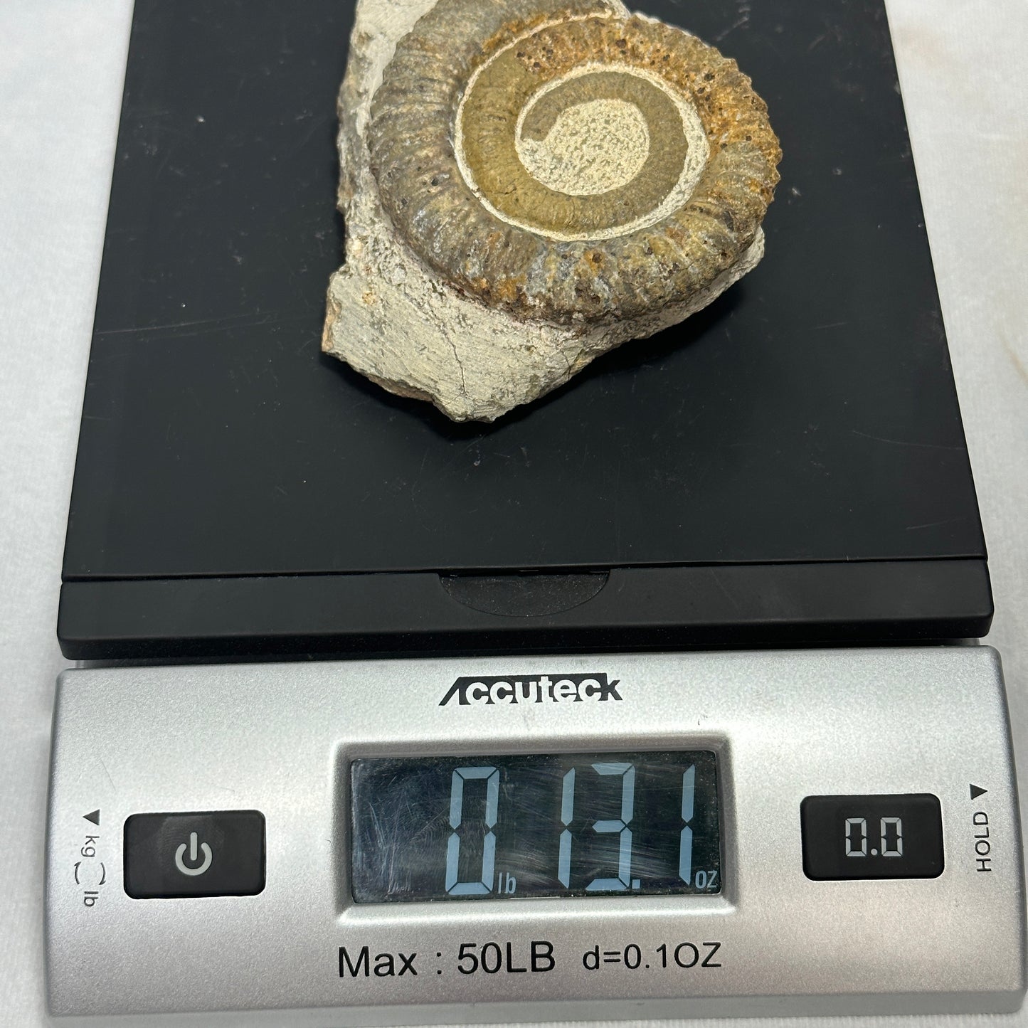 Coiled Anetoceras Heteromorph Ammonite