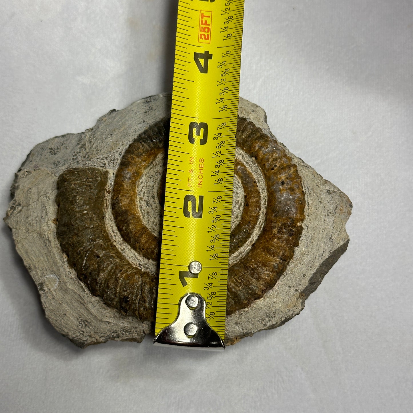 Anetoceras Ammonite 5"