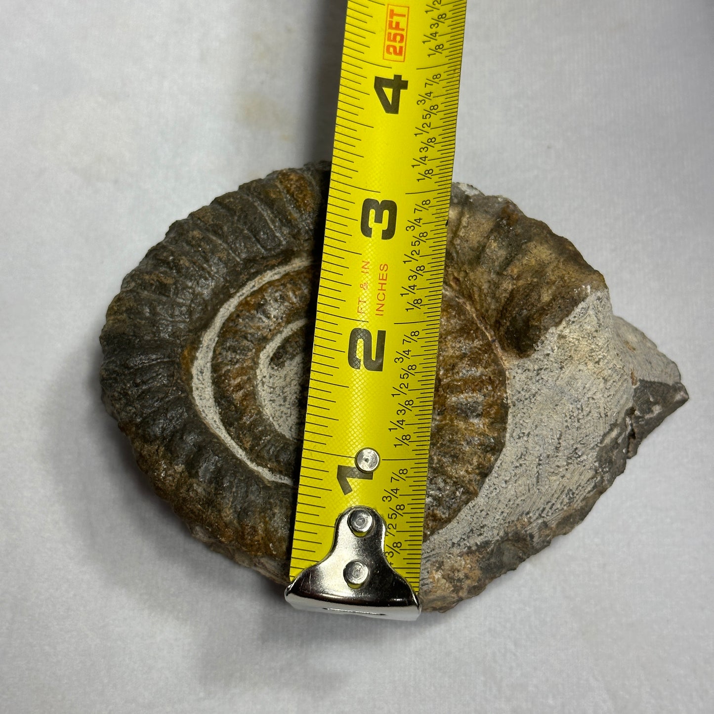 Detailed Anetoceras Heteromorph Ammonite