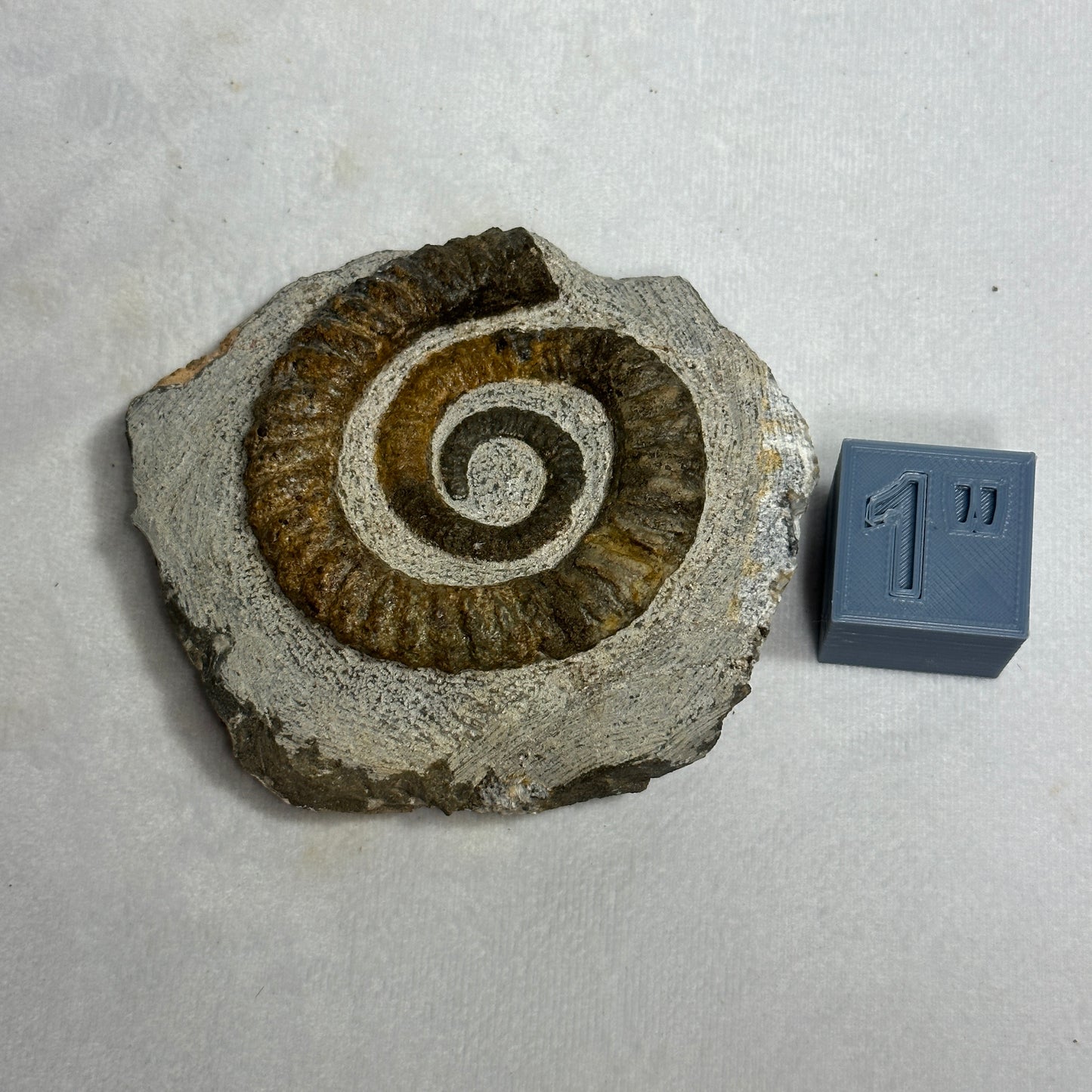 Enticing Ammonite from Morocco