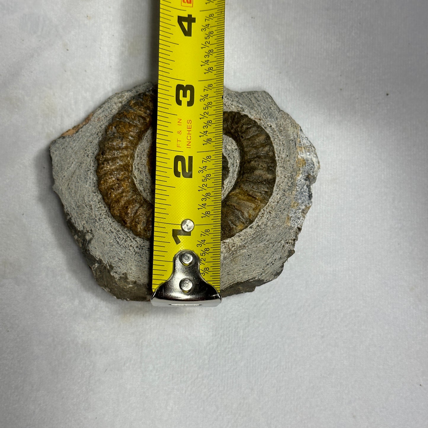 Enticing Ammonite from Morocco