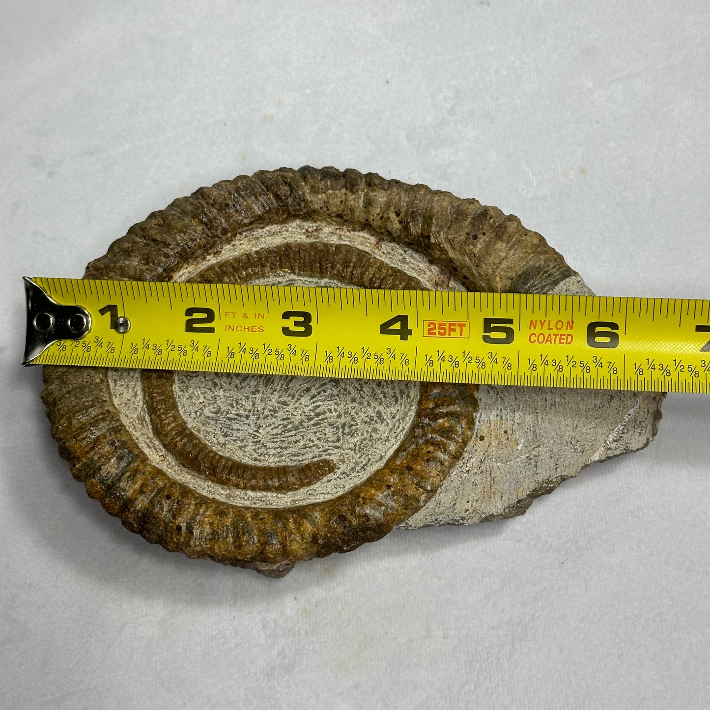 Stunning Display Piece - Anetoceras Heteromorph Ammonite