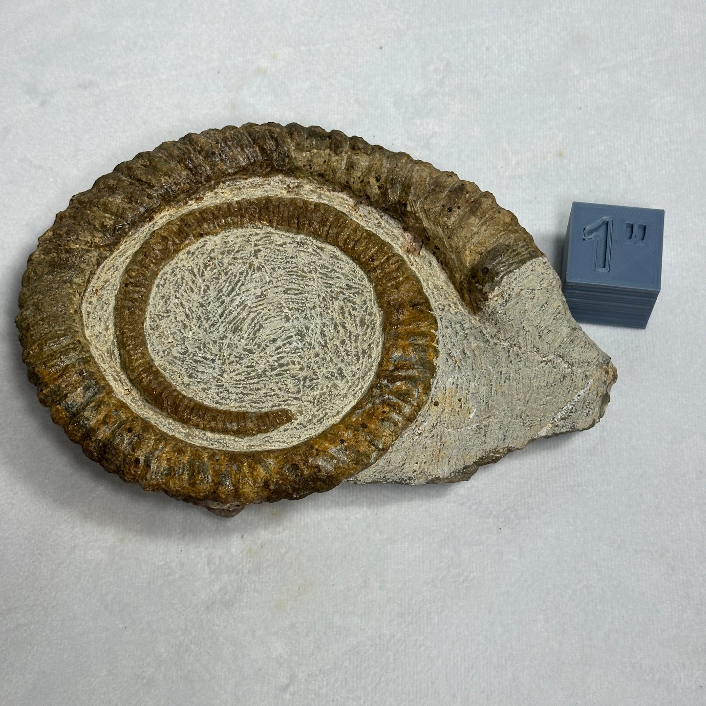 Stunning Display Piece - Anetoceras Heteromorph Ammonite